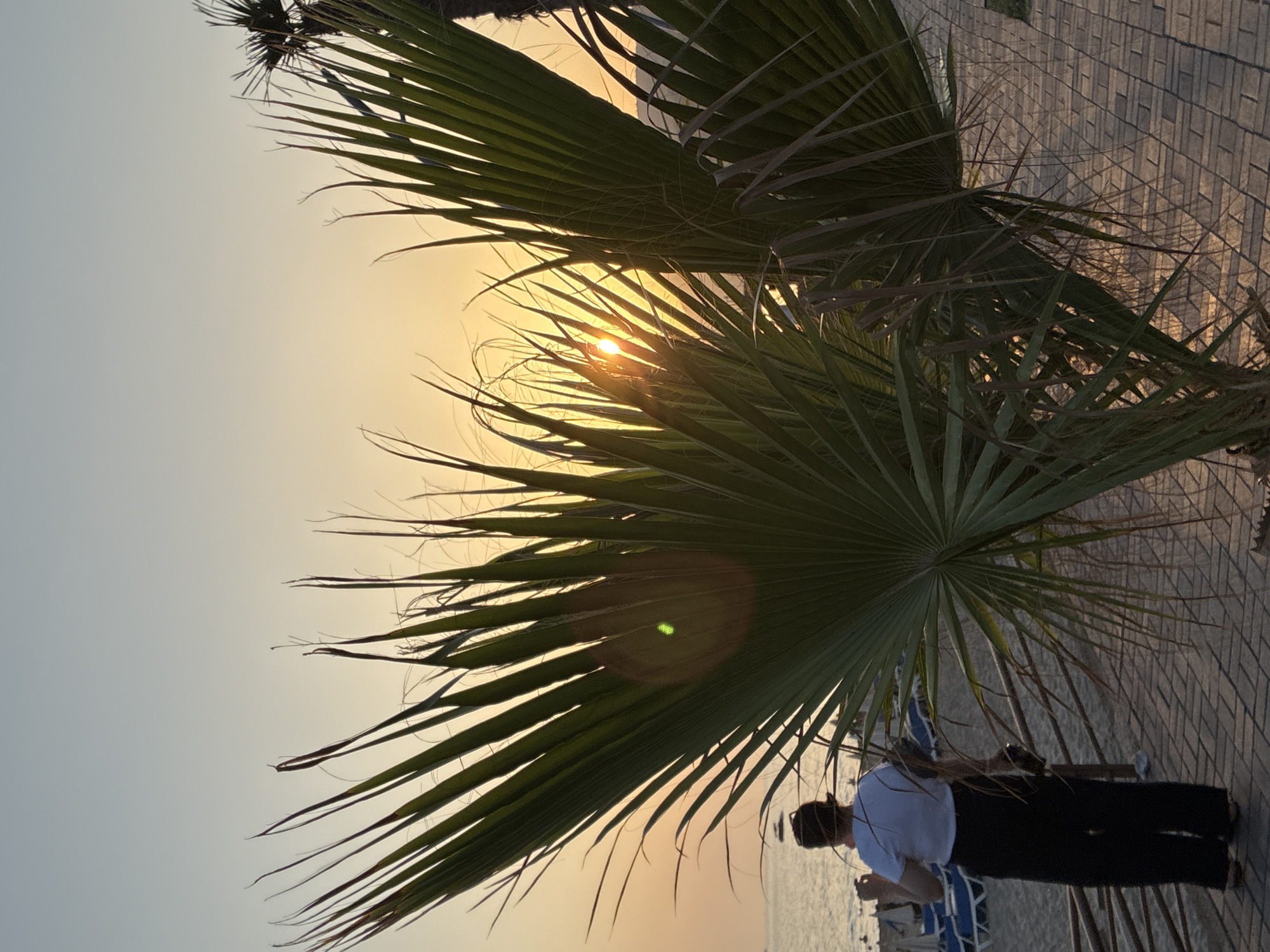 This image captures a sunset scene on the beach in Alanya, Turkey. In the foreground, a large palm frond is prominently displayed, with the setting sun partially visible through its leaves, creating a lens flare effect. Behind the palm, a person is standing on a paved walkway, facing away from the camera. This individual is wearing a white t-shirt and dark, wide-legged pants. Further back, the sandy beach is visible with lounge chairs and umbrellas. The sea stretches out to the horizon, and a small boat is present on the water. The sky is a gradient of pale blue and soft orange, characteristic of a sunset. The overall atmosphere is serene and tranquil.