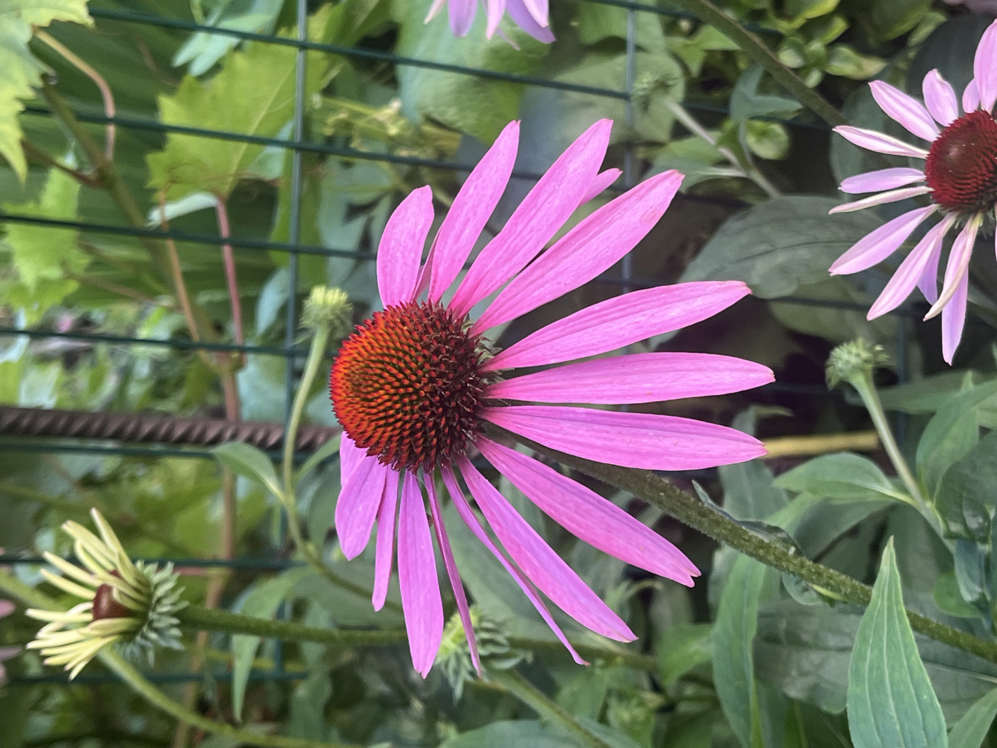 The image shows a close-up of a pink coneflower with a prominent dark red and orange center. The flower's petals are a vibrant pink and droop slightly. In the background, out-of-focus green foliage and a green metal fence are visible. To the left of the main flower, another coneflower bud with pale yellow petals and a dark center is partially open. To the bottom right, a smaller, lighter pink coneflower is also visible. The overall impression is of a garden setting. There are no people or animals visible in the image. The image does not provide any information that would allow for determining its location in Kaunas, Lithuania.