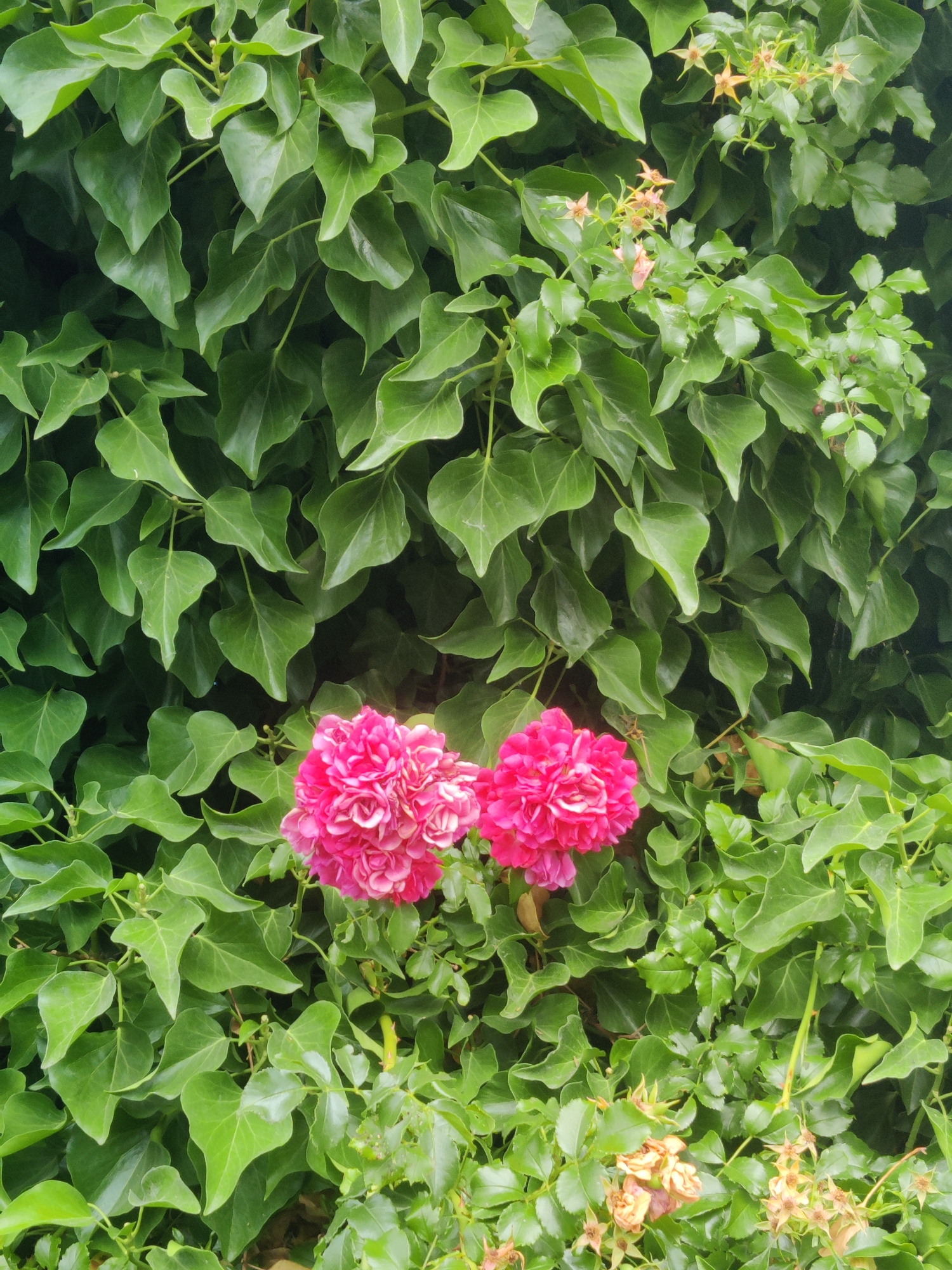 This media file showcases a lush, green wall of ivy, densely packed with dark green, heart-shaped leaves. Nestled within the foliage, towards the bottom center of the frame, are two vibrant clusters of bright pink flowers. These flowers have a ruffled, pom-pom appearance, with multiple layers of petals. In the upper right and lower right portions of the image, there are also glimpses of smaller, faded, star-shaped flowers and some dried seed heads, hinting at different stages of the plant's life cycle. The overall impression is one of a verdant, natural setting, likely outdoors given the abundance of plants. The lighting appears to be soft and diffused, suggesting an overcast day or perhaps the shade of a larger tree, and the colors are rich and saturated, indicating good health of the vegetation. No people, text, or specific location cues beyond the general natural environment are visible.