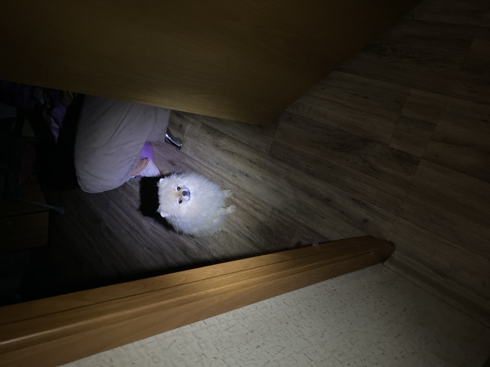 A fluffy, white Pomeranian dog is standing on dark wood-patterned flooring. The dog is positioned partially under a wooden structure, possibly a piece of furniture. To the left of the dog is a chair or bed with some bedding and fabric. A wooden molding or baseboard is visible near the bottom of the frame, transitioning into a different flooring type, possibly tiled or textured, on the lower right. The lighting is dim, casting shadows and obscuring details of the room. The location is unknown.