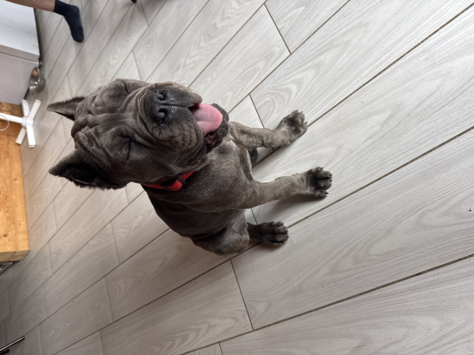 A brindle-colored puppy with a red collar is lying on a light-colored, wood-patterned floor. The puppy is on its back with its tongue sticking out. Parts of a white cabinet, a wood panel, a metal bowl, and a person's leg in a black sock are visible in the upper left corner of the image. The location is Unknown, Unknown.