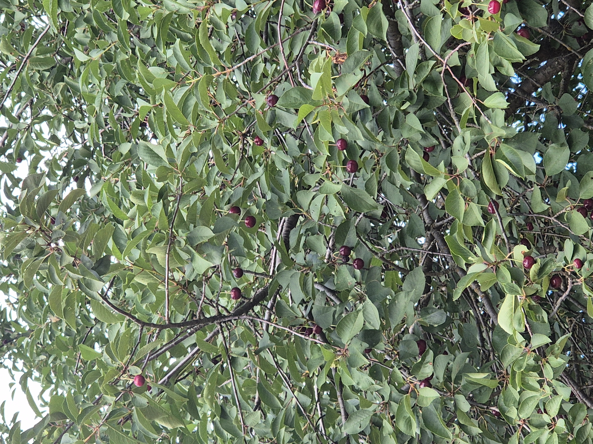 The image is a close-up, vertically oriented photograph of a cherry tree laden with ripe, dark red cherries. The cherries are clustered on branches amidst a dense canopy of green leaves. The branches themselves are dark brown and appear somewhat gnarled. The background is filled with more foliage and hints of a bright sky, suggesting an outdoor setting. The photograph was taken in Sozonivka, Ukraine.