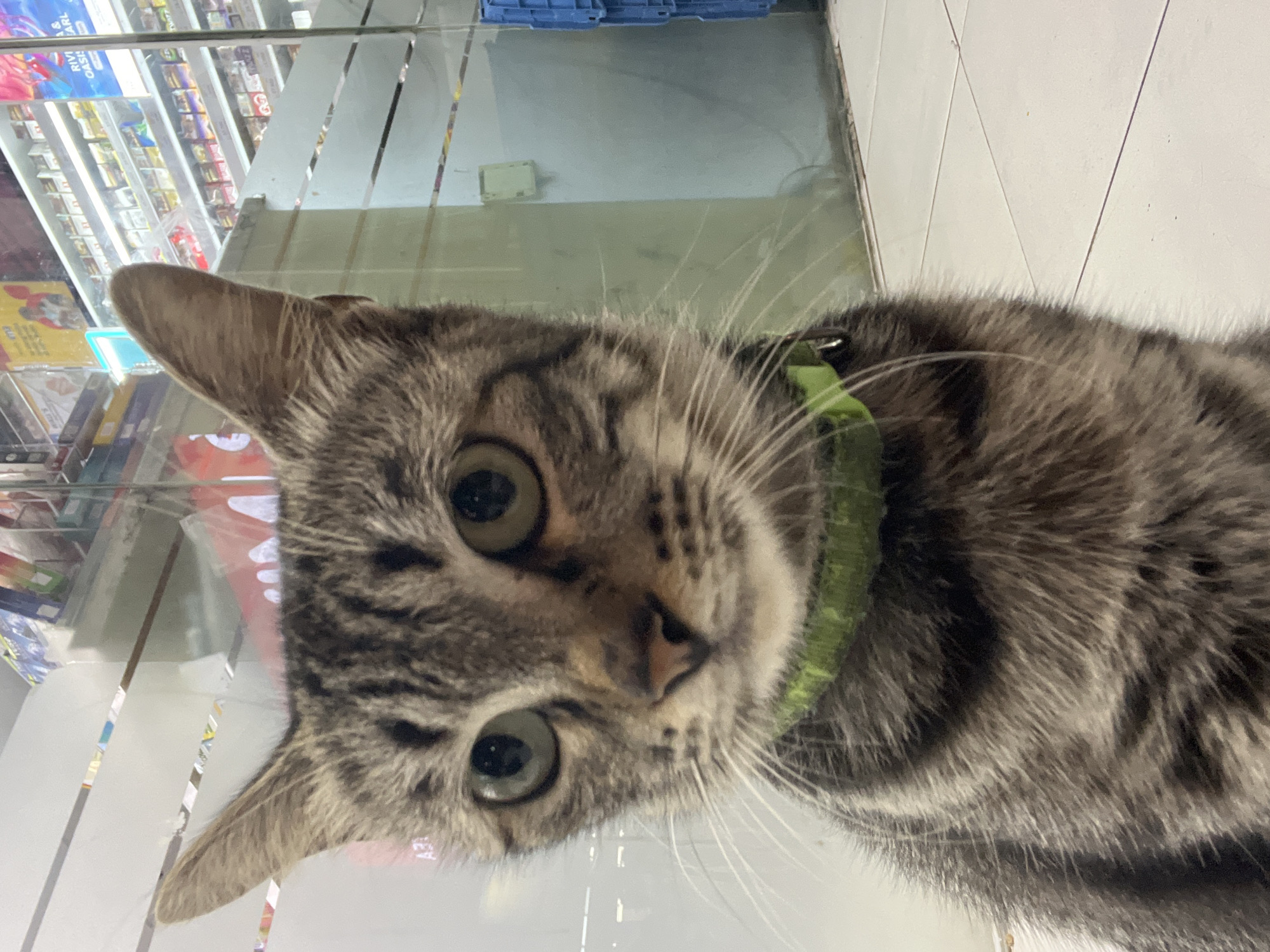 A close-up shot features a tabby cat wearing a green collar, positioned in front of a glass storefront. The cat's face is the primary subject, with its green eyes and striped fur clearly visible. Behind the cat, shelves stocked with various products can be seen through the glass, suggesting the location is a store. The floor in front of the cat is tiled. The background also shows a blue crate. The scene appears to be in Kuta Selatan, Indonesia, given the context of the surrounding environment.