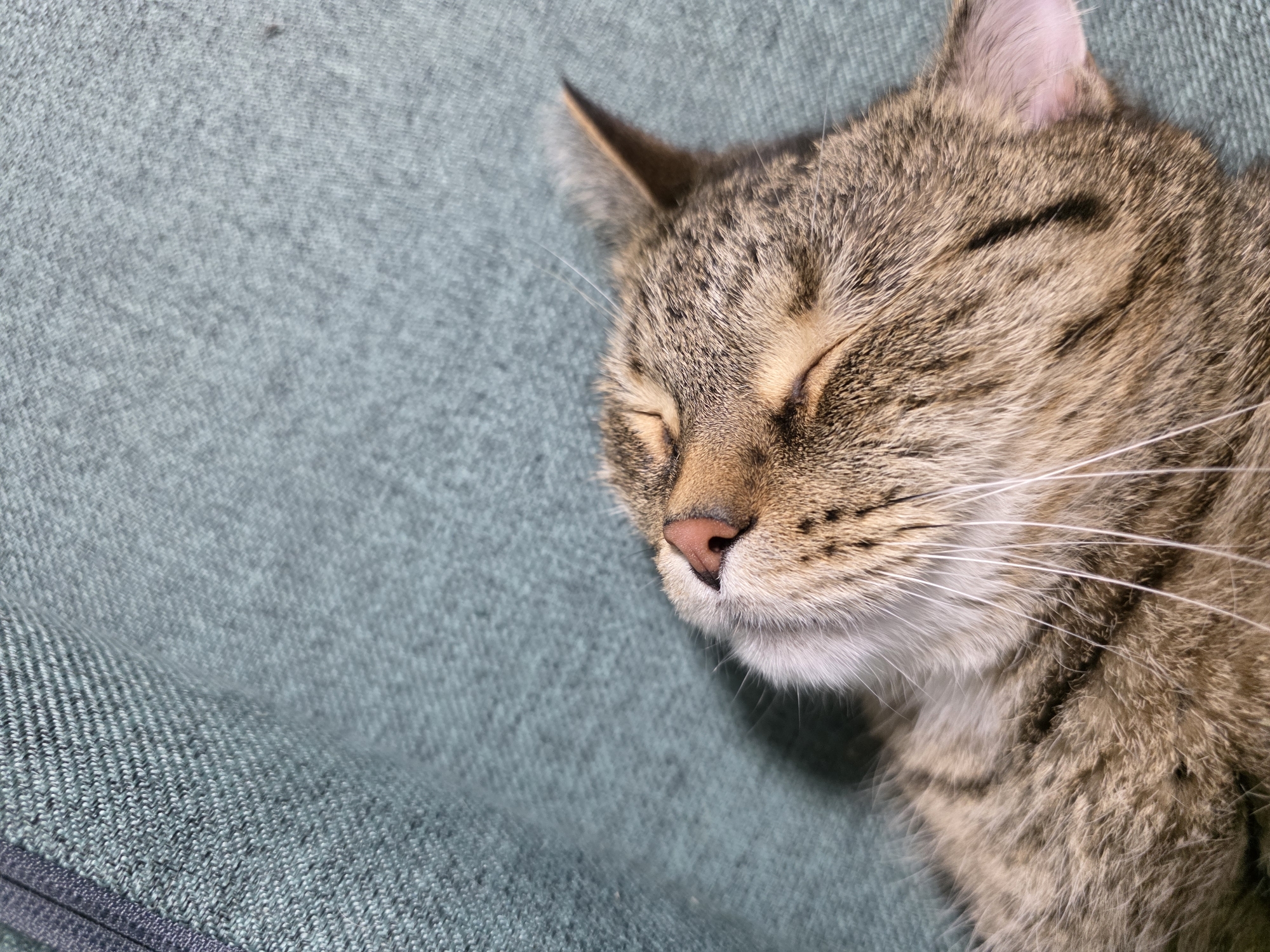 A close-up, high-angle shot shows a tabby cat sleeping on a textured, teal-colored surface. The cat is facing to the left of the frame, with its eyes closed and its body mostly out of view. Its fur is a mix of brown, black, and tan stripes. The cat's nose is pink and its whiskers are long and white. The teal surface appears to be a blanket or a piece of upholstery, with a visible zipper on the left side of the image. The lighting is soft, suggesting an indoor setting. The cat appears relaxed and peaceful. There is no visible text in the image.