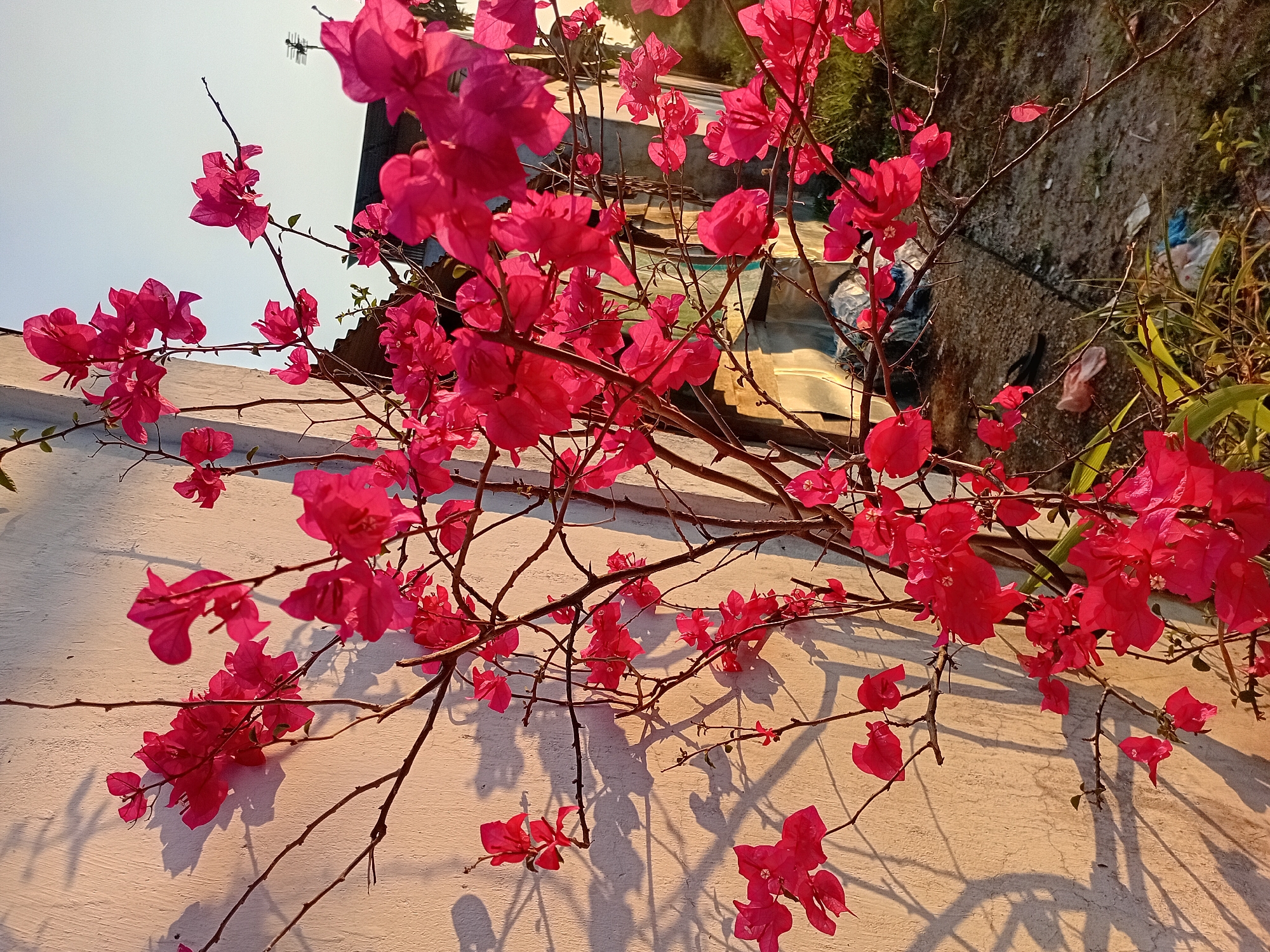 A close-up shot focuses on vibrant pink bougainvillea flowers with thin, dark branches against a textured, light-colored wall. The wall casts dappled shadows of the branches and flowers. The background is slightly blurred, revealing hints of structures, green foliage, and a clear sky. To the right, a small area of ground is visible, containing dried leaves and some scattered debris. The lighting suggests it is either early morning or late afternoon. The scene appears to be an outdoor residential area in Kasang Pudak, Indonesia. There are no people or animals present.