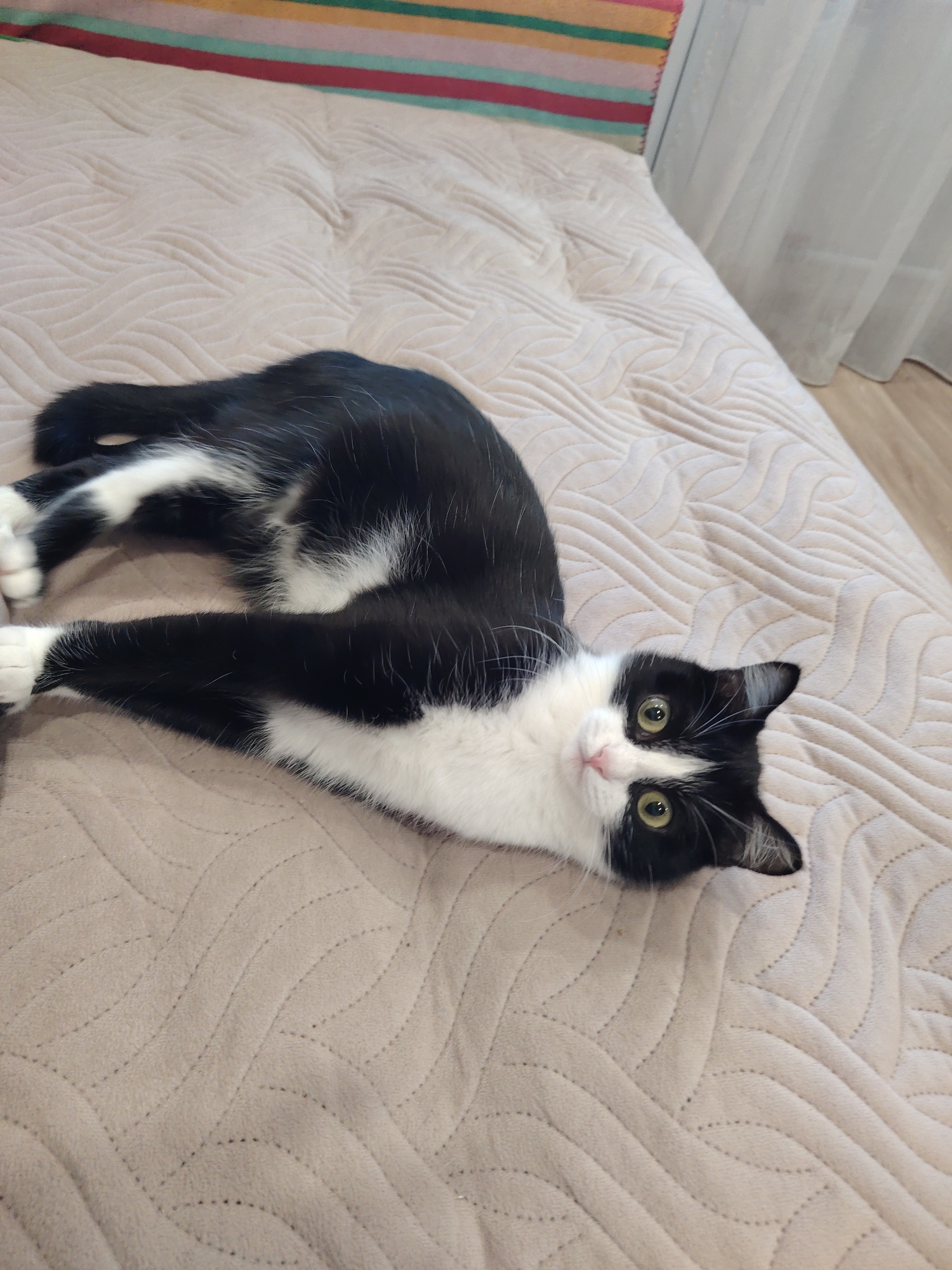 An overhead shot captures a black and white cat lying on its back on a textured, light-colored bedspread. The cat's body is elongated, with its front paws extended upwards and its hind legs bent. Its fur is predominantly black with white markings on its chest, belly, and paws. The cat's face is turned towards the camera, revealing bright green eyes, a pink nose, and a curious expression. The bedspread has a raised, wavy pattern. In the background, a striped blanket with horizontal bands of pink, orange, light green, and blue is visible at the top of the frame. To the right, sheer white curtains and a wooden floor are partially visible. The scene is indoors, suggesting a domestic setting.