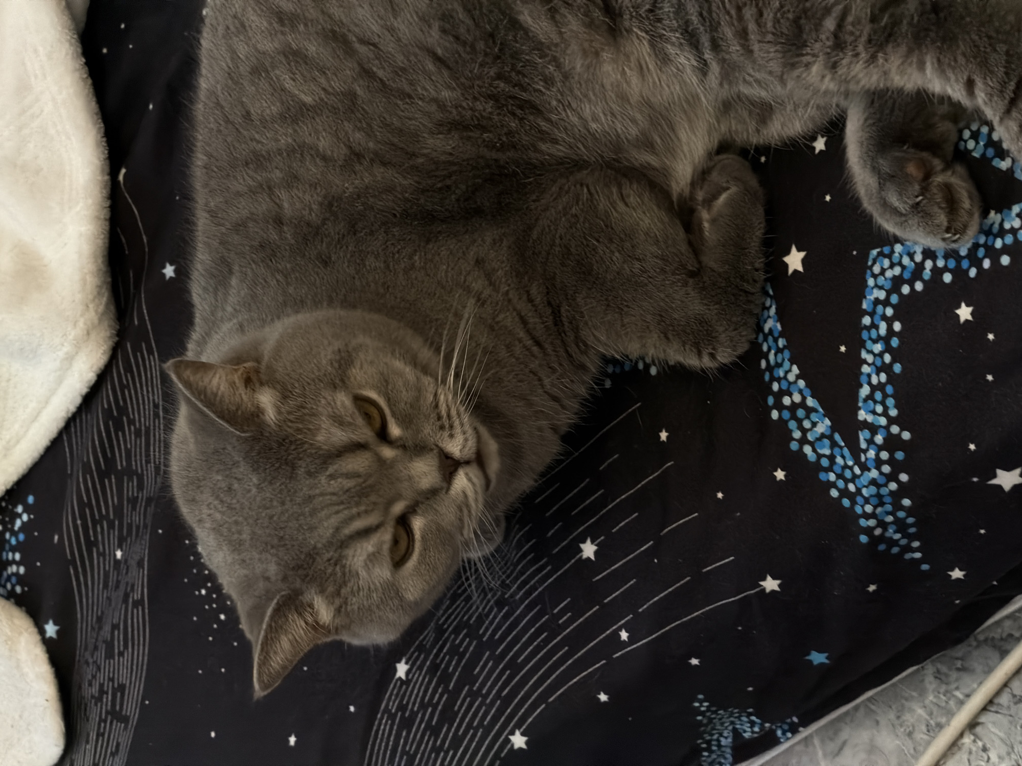 A grey cat, appearing to be a British Shorthair due to its distinctive fur and facial features, is captured resting on a dark blanket. The cat lies diagonally across the frame, with its head turned slightly towards the viewer, and its golden eyes are half-closed, suggesting it is either dozing or in a state of deep relaxation. Its fur is a uniform shade of grey, dense and soft in appearance.
The blanket beneath the cat is adorned with a celestial pattern, featuring numerous white stars of various sizes and stylized white lines that resemble star trails or abstract constellations. Interspersed among these are clusters of small blue dots, giving the impression of nebulae or distant galaxies. To the left of the cat, a segment of a fluffy, white blanket or cushion is visible, providing a textural contrast to the dark bedding. The overall scene conveys a sense of peaceful comfort and tranquility. There is no visible text in the image. This photo was taken in Perm, Russia.