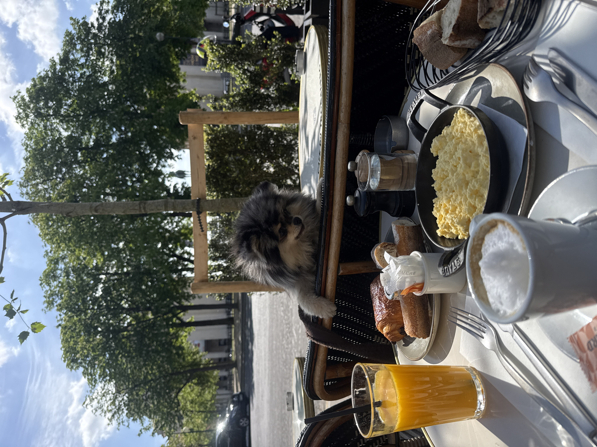 This image depicts a charming outdoor breakfast or brunch scene at a cafe in Paris, France, with a small dog as a central subject.
A fluffy dog, appearing to be a Pomeranian or similar breed with grey, black, and white fur, is seen peeking over the edge of a wicker cafe chair. One of its front paws rests delicately on the chair's armrest, as it looks towards the table with an inquisitive expression.
The table, covered with a white cloth, is laden with breakfast items. A black pan, bearing the partial text "STAU_B" (likely Staub), holds a generous portion of scrambled eggs. Beside it, a wire basket contains slices of rustic bread, and a small plate offers two golden-brown croissants. A clear glass of orange juice with a black straw is visible, as is a cup of frothy coffee, possibly a latte or cappuccino. Other table accessories include salt and pepper shakers, a white container labeled "SUCRE" holding sugar packets, and various pieces of cutlery. Another partially visible packet bears the text "ARD."
The setting is an outdoor terrace, with a backdrop of lush green trees, a paved street, and distant city buildings, characteristic of Parisian architecture. Parked vehicles, including a motorcycle and a car, can be seen in the background. The bright sunlight and scattered white clouds in the blue sky suggest a pleasant morning or early afternoon. The overall atmosphere is relaxed and inviting, capturing a delightful moment of enjoying a meal outdoors with a furry companion.