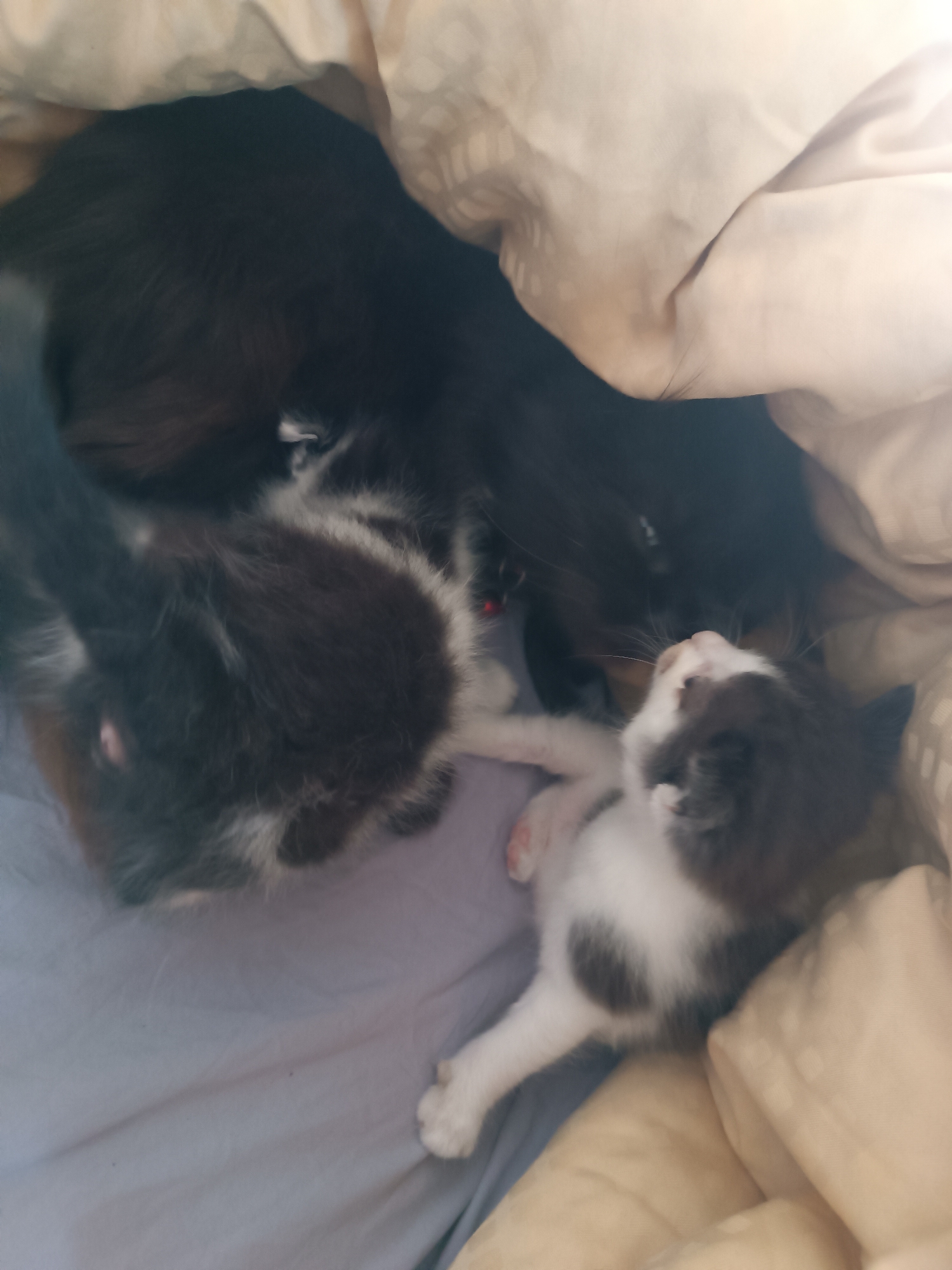 Two kittens, one black and white and another primarily black with white markings, are nestled together under a tan blanket. The black and white kitten is positioned closer to the viewer, facing upwards, with its head touching the nose of the larger black kitten, which is partially obscured by the blanket. The black kitten appears to be sleeping. The background consists of the tan blanket and a grey surface. The scene suggests a domestic setting, possibly a bedroom, and is likely located in Hlobyne, Ukraine, given the provided information. There is no indication of any criminal activity or forensic significance.