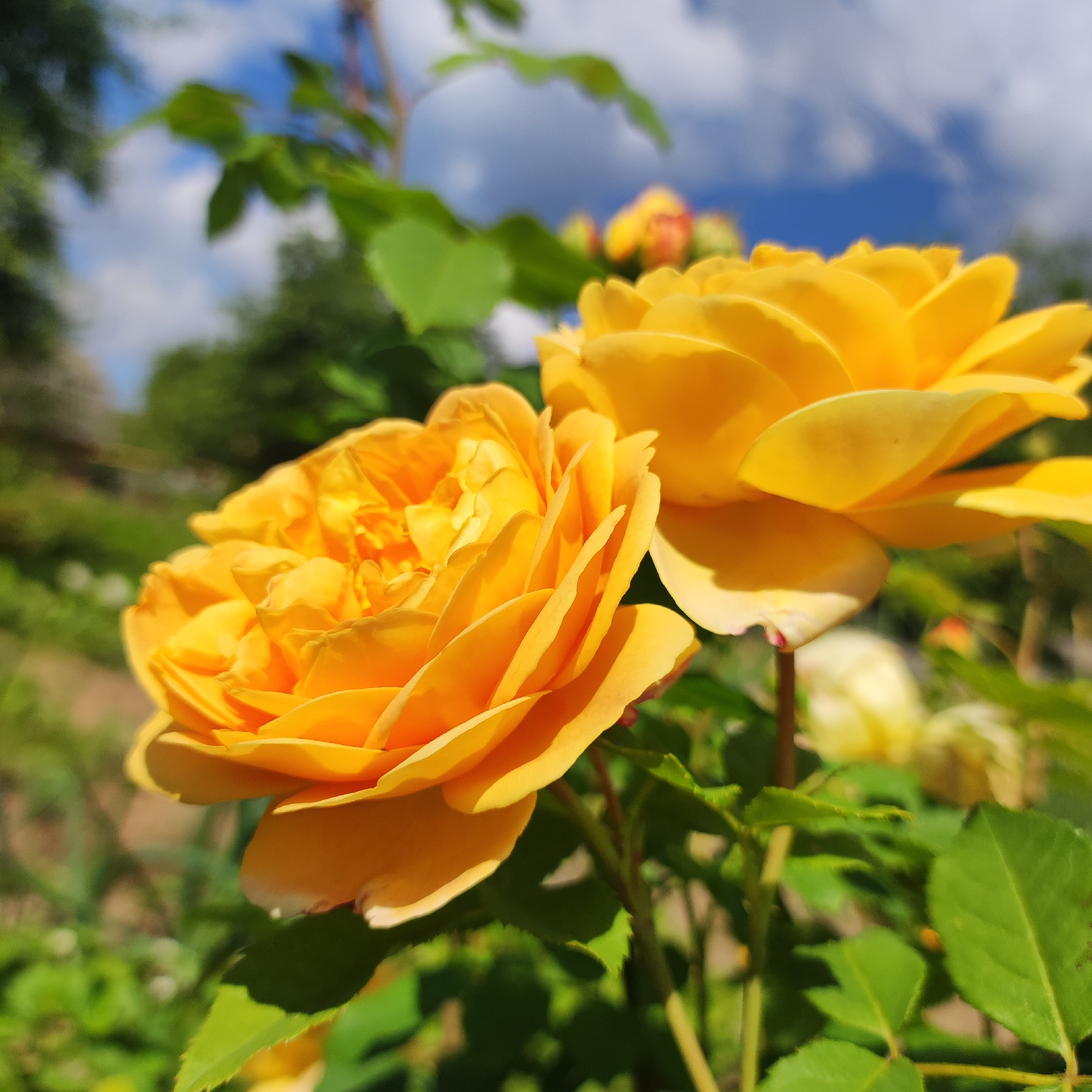This is a close-up, eye-level shot of two vibrant yellow roses. The rose in the foreground is in sharp focus, showcasing its numerous ruffled petals and rich yellow-orange hue. Its stem and green leaves are visible, with a darker green, slightly blurred background suggesting a garden setting. Behind the main rose, another yellow rose, slightly out of focus, adds depth to the composition.
The background is a soft blur of green foliage and a bright blue sky dotted with fluffy white clouds, indicative of a sunny day. The lighting suggests it is daytime, likely midday, given the brightness and the clear blue sky. The focus on the roses evokes a sense of natural beauty and tranquility. There is no visible text in the image.
