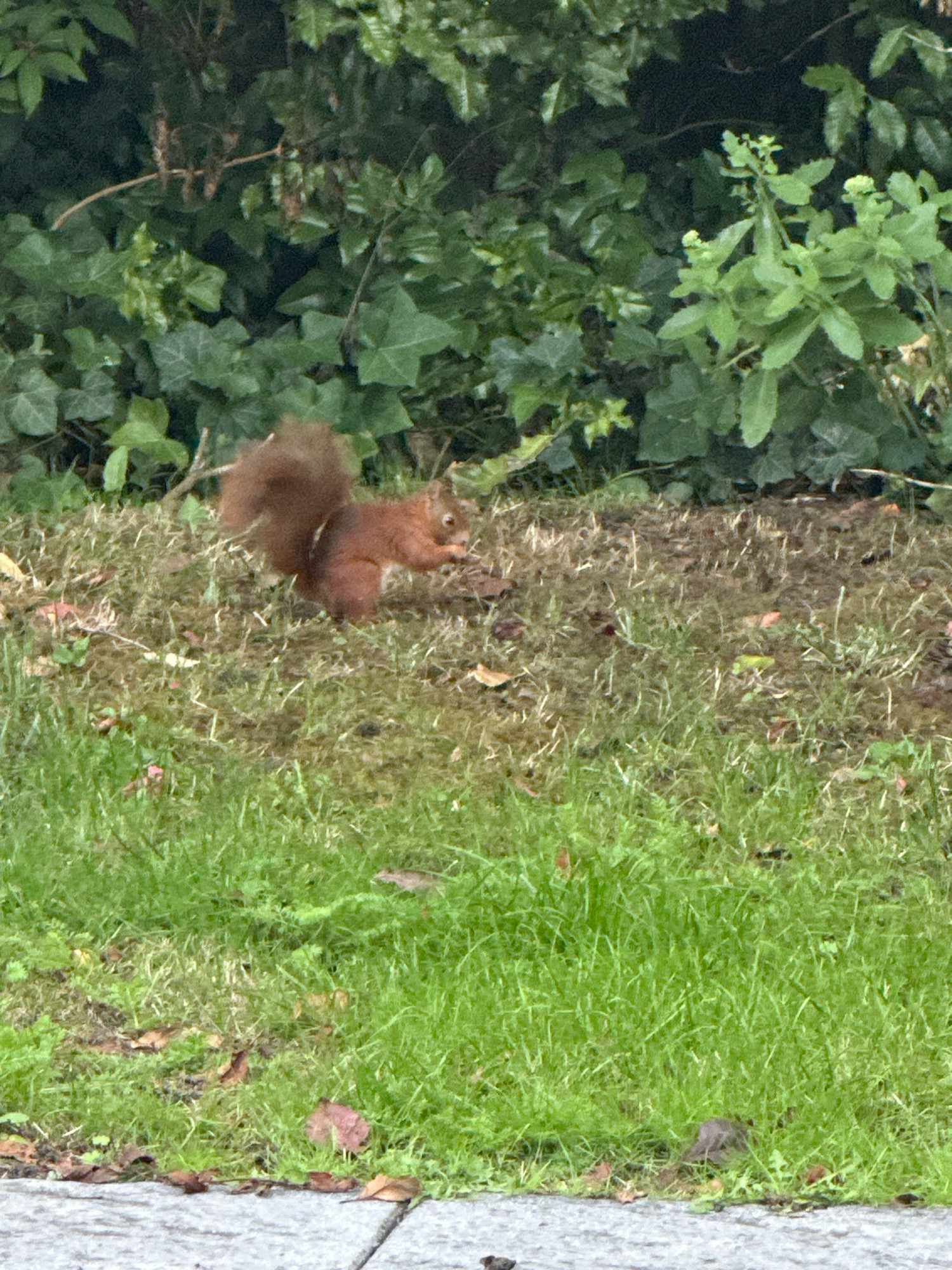 A red squirrel is captured in mid-action, holding a small object in its paws as it stands on a grassy embankment. The squirrel, with its characteristic bushy tail raised, appears to be foraging. Behind the squirrel, a dense thicket of green foliage forms a natural backdrop. The ground is covered in grass, interspersed with patches of drier soil and fallen leaves, suggesting an outdoor, possibly park or garden setting within Krefeld, Germany. The lower portion of the image shows a paved surface, possibly a sidewalk or pathway, with scattered leaves.