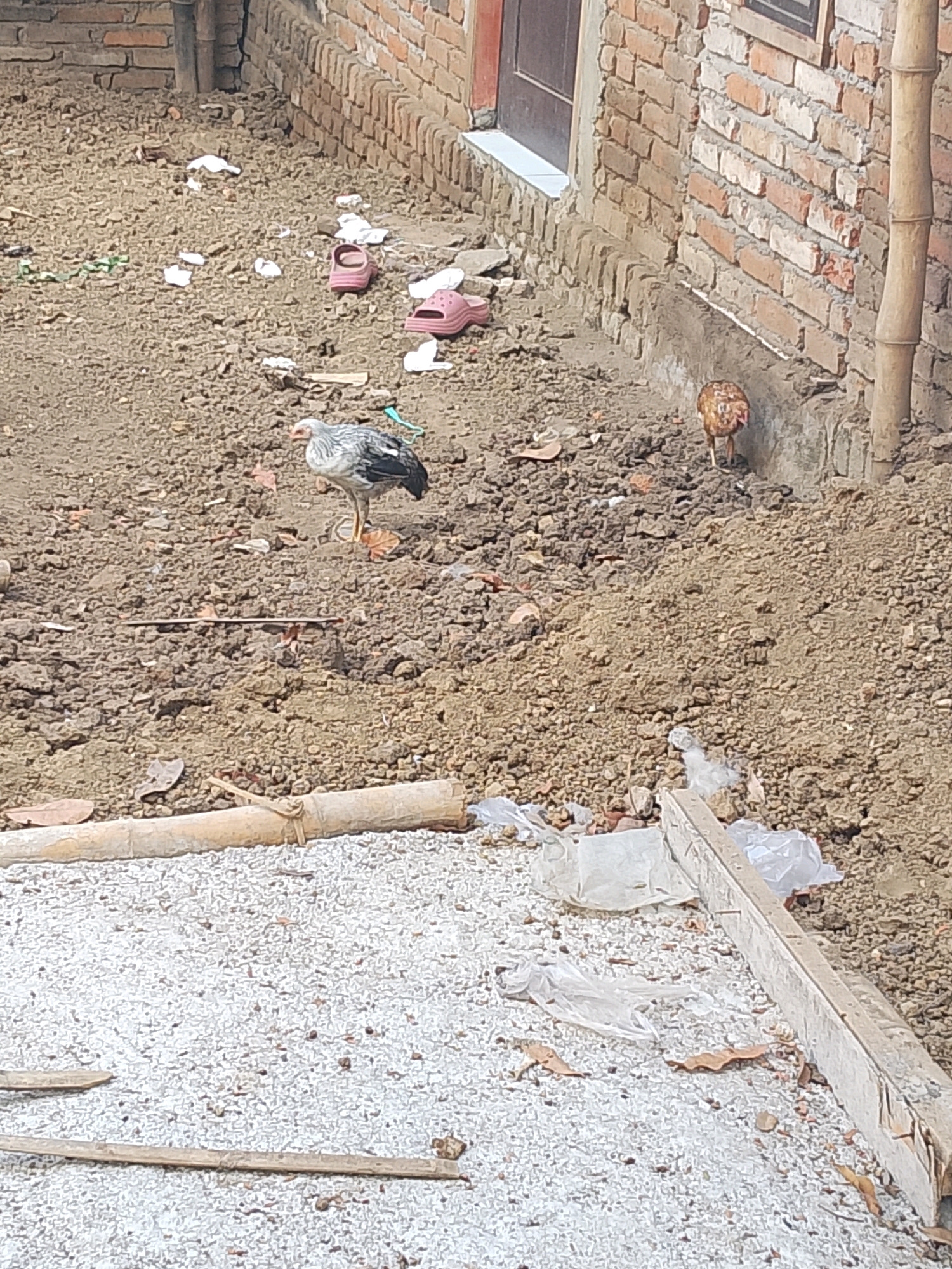 In an outdoor, presumably urban environment, two chickens are observed. One chicken, with gray and black plumage, stands on the dirt ground. Another chicken, exhibiting brown and black coloration, is positioned near a brick wall. The area is littered with various objects including pink flip-flops, plastic debris, and bamboo poles. A brick wall forms the backdrop to the scene. The ground is composed of dirt and small stones, with patches of gravel.