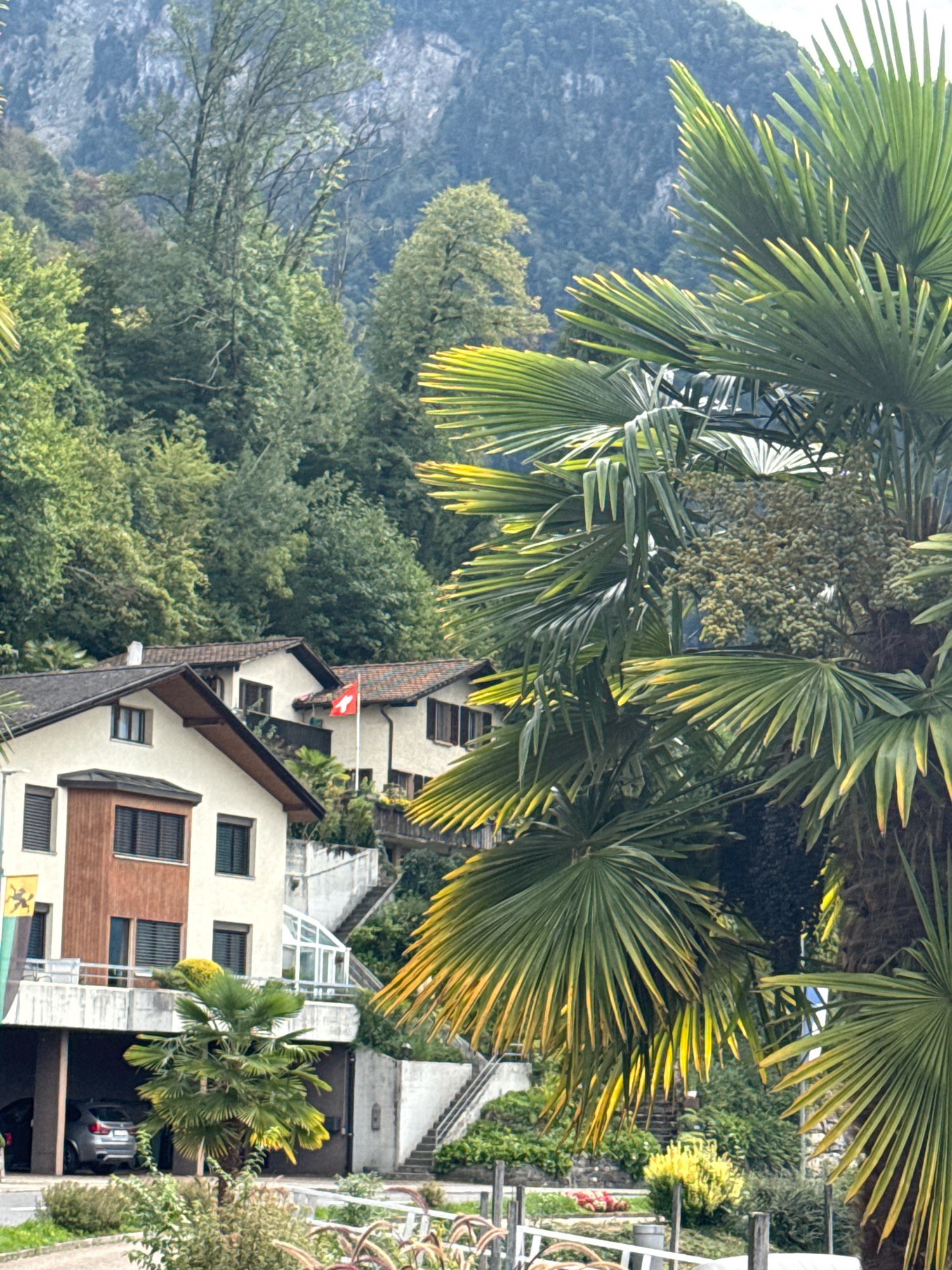 The image depicts a residential area in Vitznau, Switzerland, nestled against a lush, tree-covered mountainside. In the foreground, large palm fronds with sunlit tips dominate the view, partially obscuring the scene behind them. Several modern-looking houses with light-colored facades and dark-framed windows are visible, some with pitched, tiled roofs. One house prominently displays a Swiss flag. Staircases ascend the hillside, connecting different levels of the properties. A dark-colored SUV is parked under a carport beneath one of the houses. The environment is verdant, with abundant trees and greenery, suggesting a temperate climate. The overall impression is one of serene, affluent living in a mountainous, lakeside setting.