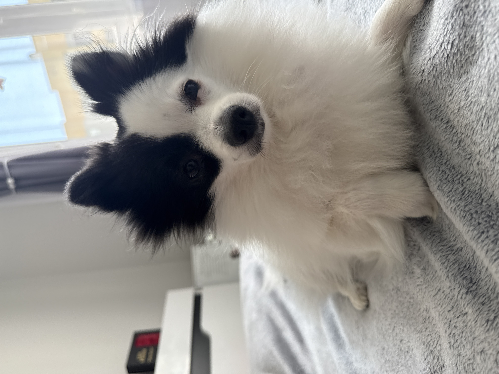 A small, fluffy, black and white dog is centrally positioned, lying on a light grey, textured blanket in an indoor domestic environment in Stara Zagora, Bulgaria. The dog, consistent with a Pomeranian-type breed, features black fur covering its left eye and ear, extending across the top of its head, and covering its right ear, contrasting with a white blaze on its forehead and a predominantly white body. It has dark eyes and a black nose. To the left of the dog, a white furniture piece, likely a nightstand, holds a black box with red markings. A window with light grey curtains is visible in the right background, providing natural illumination to the light-walled room.