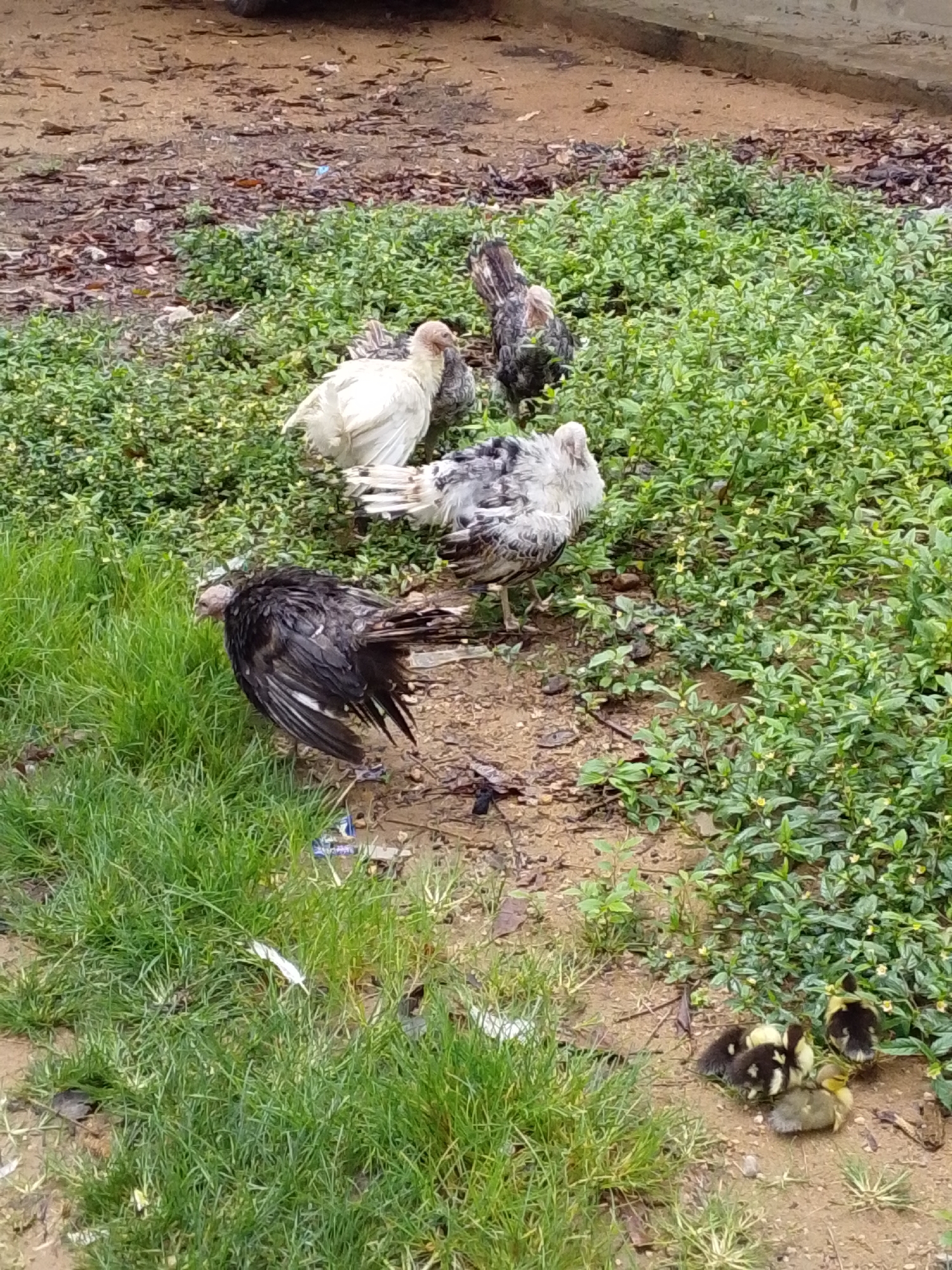 The image depicts a group of poultry and ducklings in an outdoor, rural setting that appears to be within the city of Serti, Nigeria. The ground is a mix of dry dirt, scattered leaves, and patchy green grass. Several adult birds, likely chickens or turkeys, are visible. One white bird stands in the center-left, partially obscured by a grey and white speckled bird. Another darker-feathered bird is in the foreground, facing left, its plumage wet and matted. In the background, a bird with black and brown feathers stands amongst dense green vegetation. To the right, a cluster of four ducklings are huddled together on the dirt. The environment suggests an unpaved area, possibly a farm or a backyard.