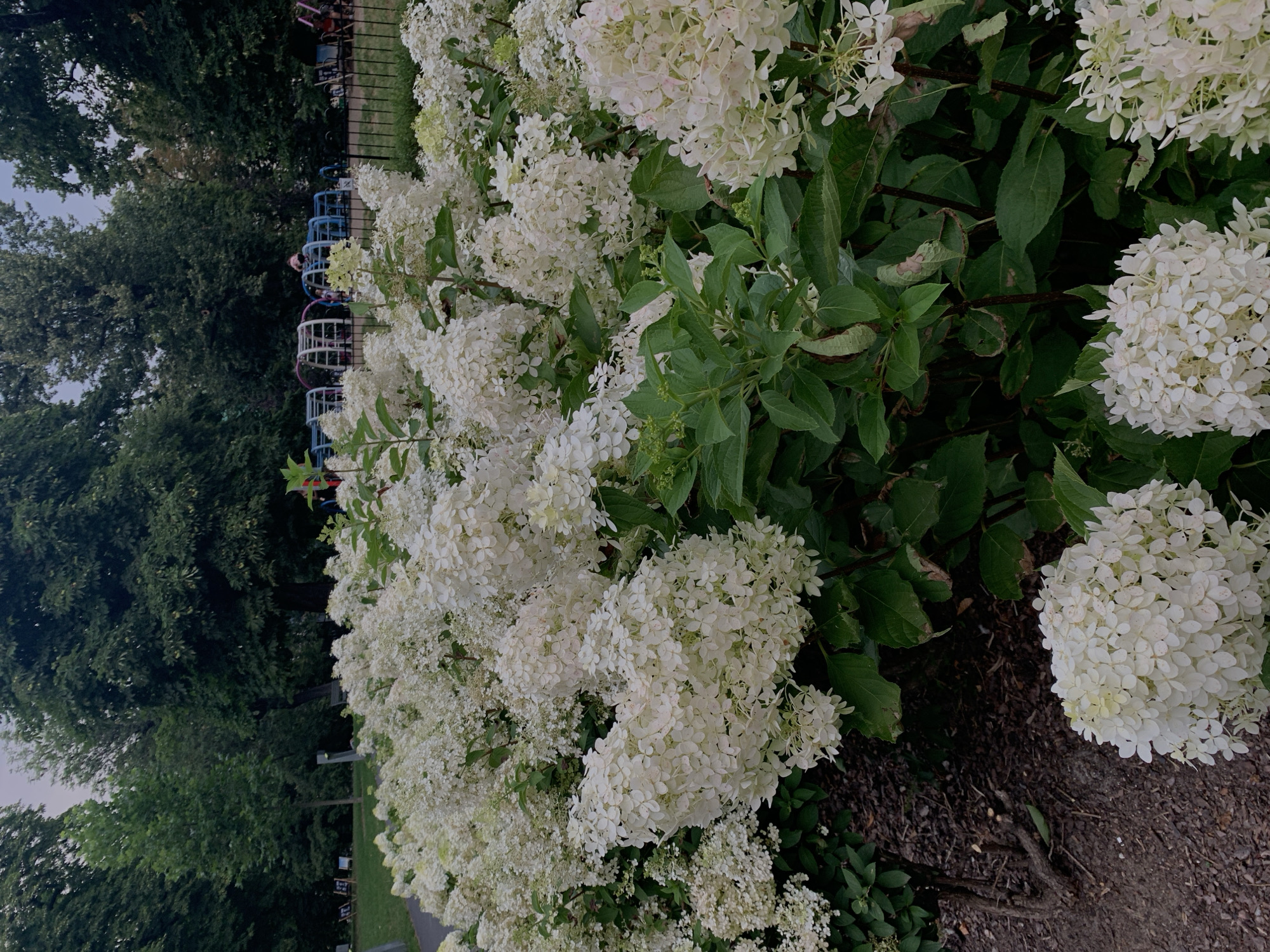 A dense bed of white hydrangeas dominates the foreground of the image, their large, conical blooms forming a lush canopy. Behind the flowers, a playground structure with blue and white bars is visible, along with children playing. In the background, mature trees with dark green foliage create a verdant backdrop. The scene appears to be a public park in the city of Poznan, Poland, likely during the summer. The lighting suggests it is late afternoon or early evening, with soft, diffused light.