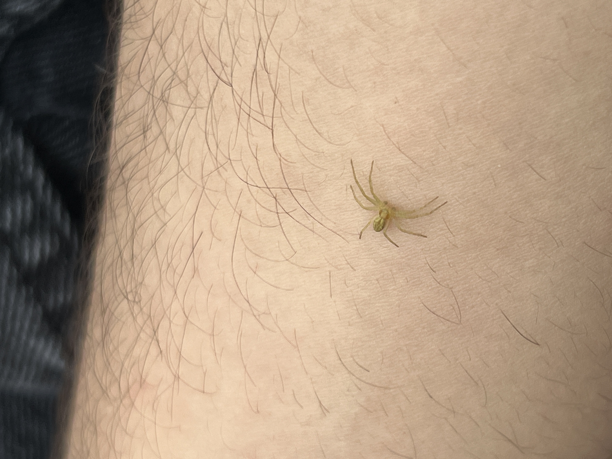 A close-up photograph shows a human arm with fine hair and a small, pale green spider resting on the skin. The spider's legs are extended, and its body appears translucent. The arm is positioned against a dark, textured surface. It is impossible to determine whether this image was captured in Strasbourg, France based solely on the visual content provided.