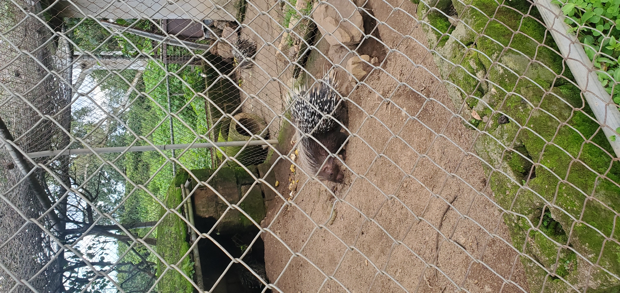 The image shows a porcupine inside a fenced enclosure in what appears to be a zoo or wildlife park. The enclosure has a sandy ground and some rocks. There is also a man-made structure covered in moss, possibly a shelter or den. In the background, trees and foliage are visible. One porcupine is in the foreground, foraging on the ground. Another porcupine is visible further in the enclosure, near the moss-covered structure. The enclosure is made of wire mesh fencing. The image appears to have been taken during daylight hours. This scene is not specific to Jos, Nigeria, as similar enclosures can be found in zoos worldwide.