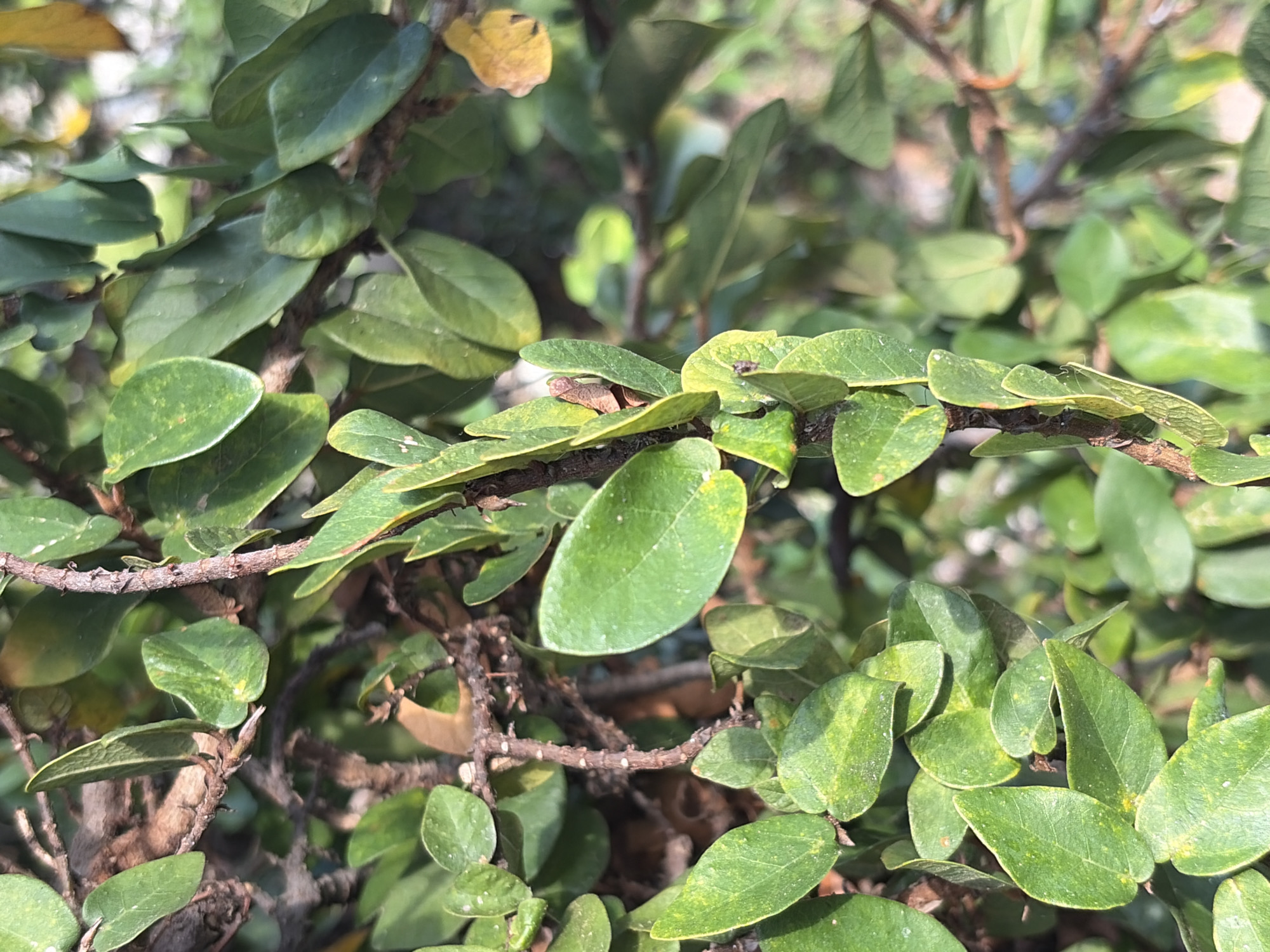 The image shows a close-up of a creeping fig vine with small, rounded green leaves growing along a woody stem. The environment is likely outdoors, given the natural foliage and lighting. There is no indication of the location being in Guayana City, Venezuela, nor of any people, actions, or interactions in the image.