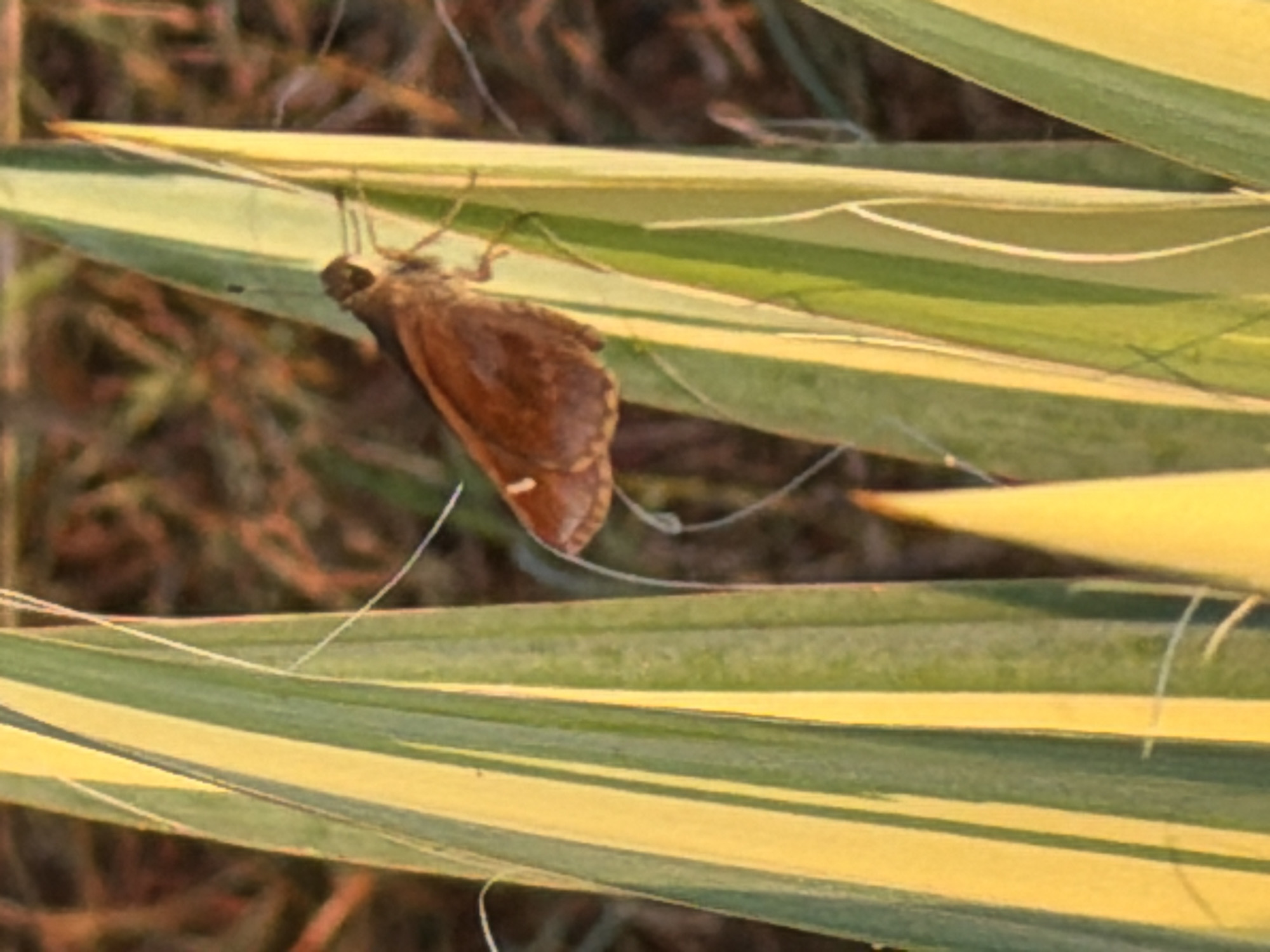 An adult skipper butterfly, with dark brown wings marked with lighter brown and a white spot on its left forewing, is perched on a variegated green and yellow leaf. The butterfly is facing left, with its head tilted upwards. The leaf it is on has prominent yellow stripes running vertically alongside green sections. The background is out of focus and appears to be dry, brown foliage. This image was taken in Wellford, United States of America.