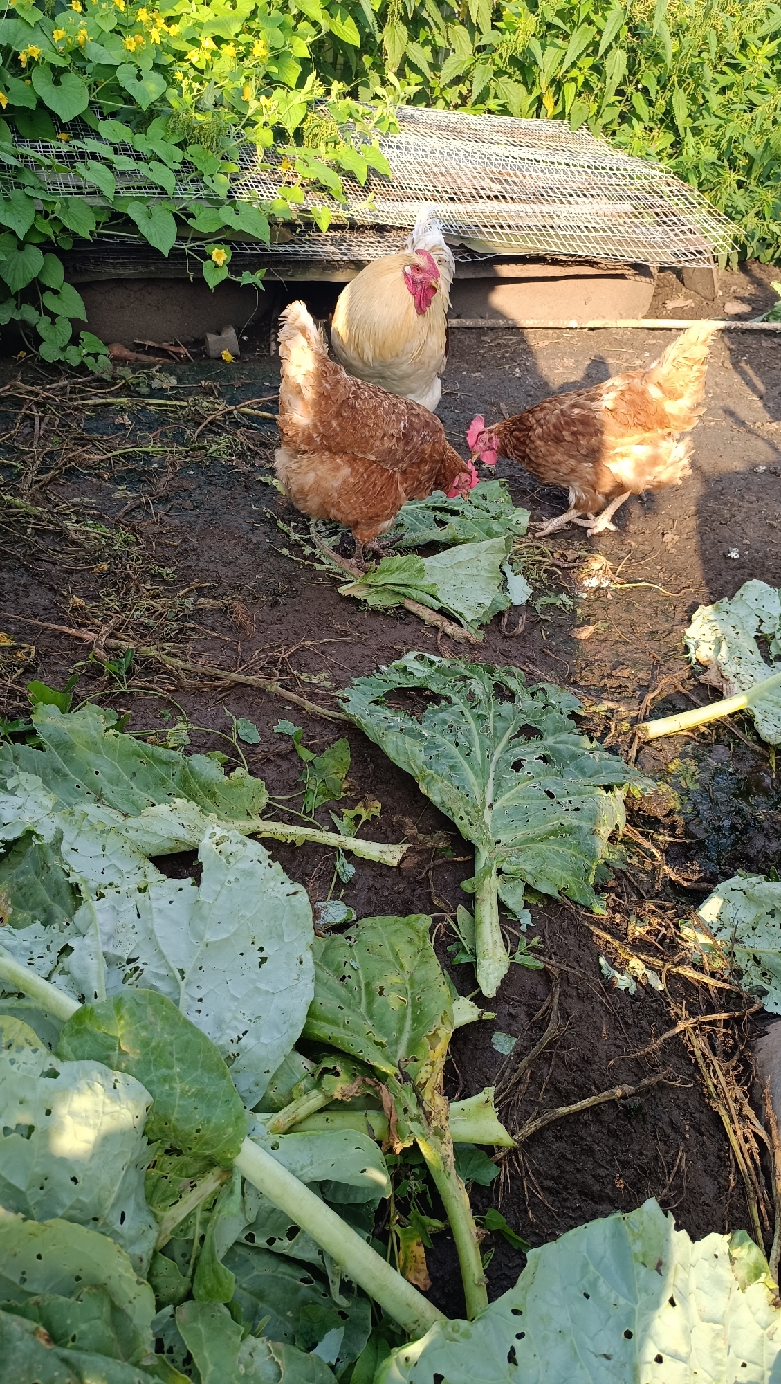 In Karsha, Russia, on a sunny day, three chickens are foraging on the ground in an outdoor area. A large rooster, primarily light cream-colored with a white hackle and red comb and wattles, stands near a wire mesh structure covered in green vines with yellow flowers. Two brown hens are actively pecking at large, damaged green leaves scattered on the muddy ground. The environment appears to be a garden or farmyard, with vegetation and dirt dominating the scene.
