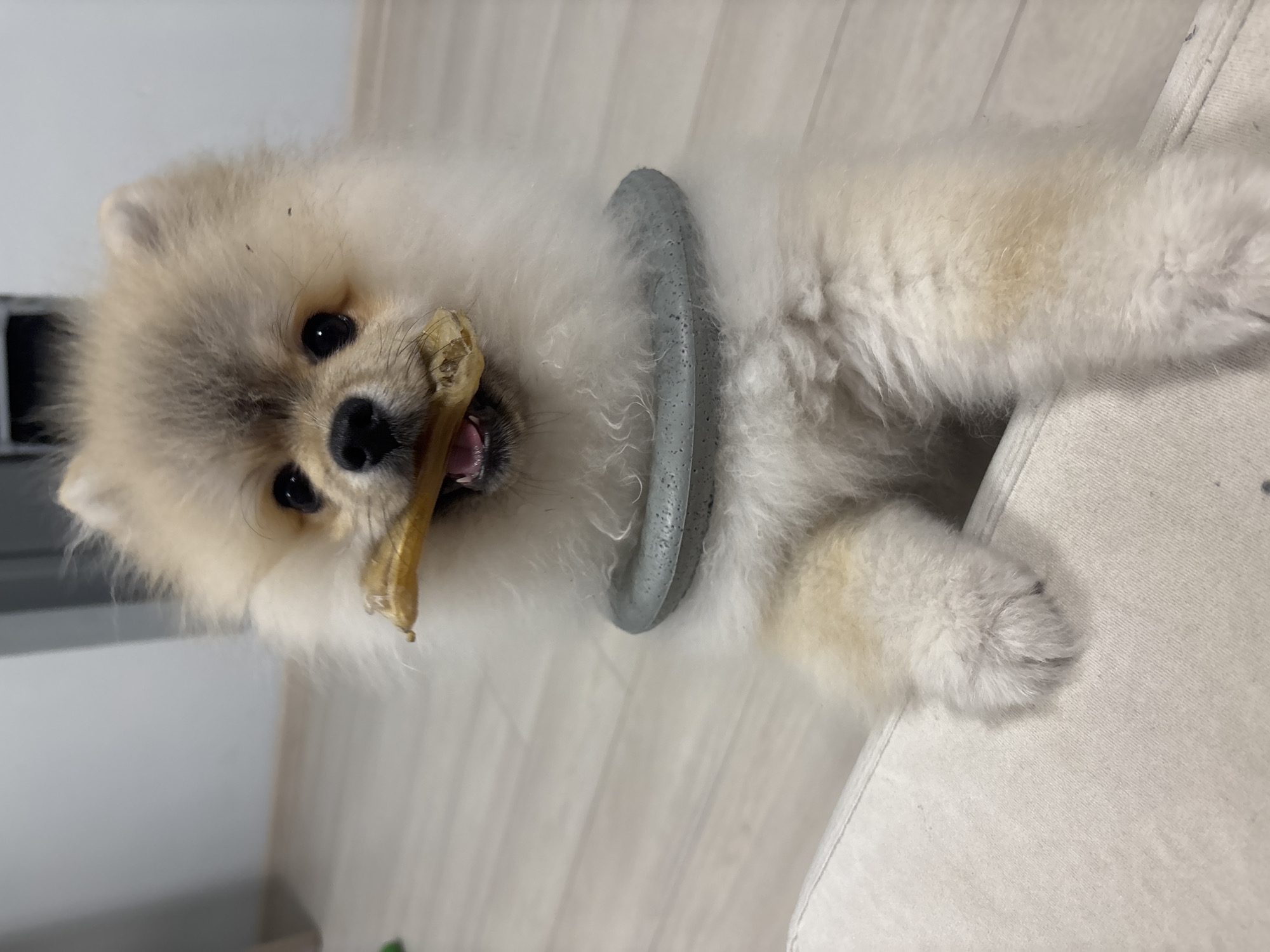 A close-up, slightly angled shot shows a small, fluffy, light-colored dog with a grey, textured ring around its neck, holding a treat in its mouth. The dog appears to be sitting near a white surface, potentially a piece of furniture. The background includes a light-colored wooden floor. The location in Plovdiv, Bulgaria, is not discernible from the provided image.