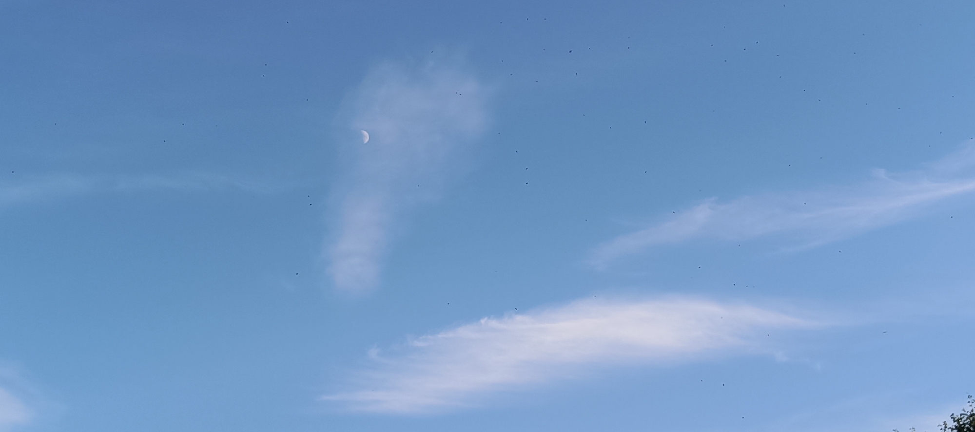 This image depicts a bright blue sky with scattered wispy clouds and numerous small dark specks, likely birds or insects, dispersed throughout. A thin crescent moon is visible in the upper center of the frame, partially obscured by a tall, elongated cloud formation. Another broader, fainter cloud stretches horizontally across the lower portion of the sky. The scene appears to be an outdoor shot taken in the city of Merchalovo, Russia, possibly during daylight or late afternoon hours, given the bright sky. There are no visible people or man-made structures within the frame.