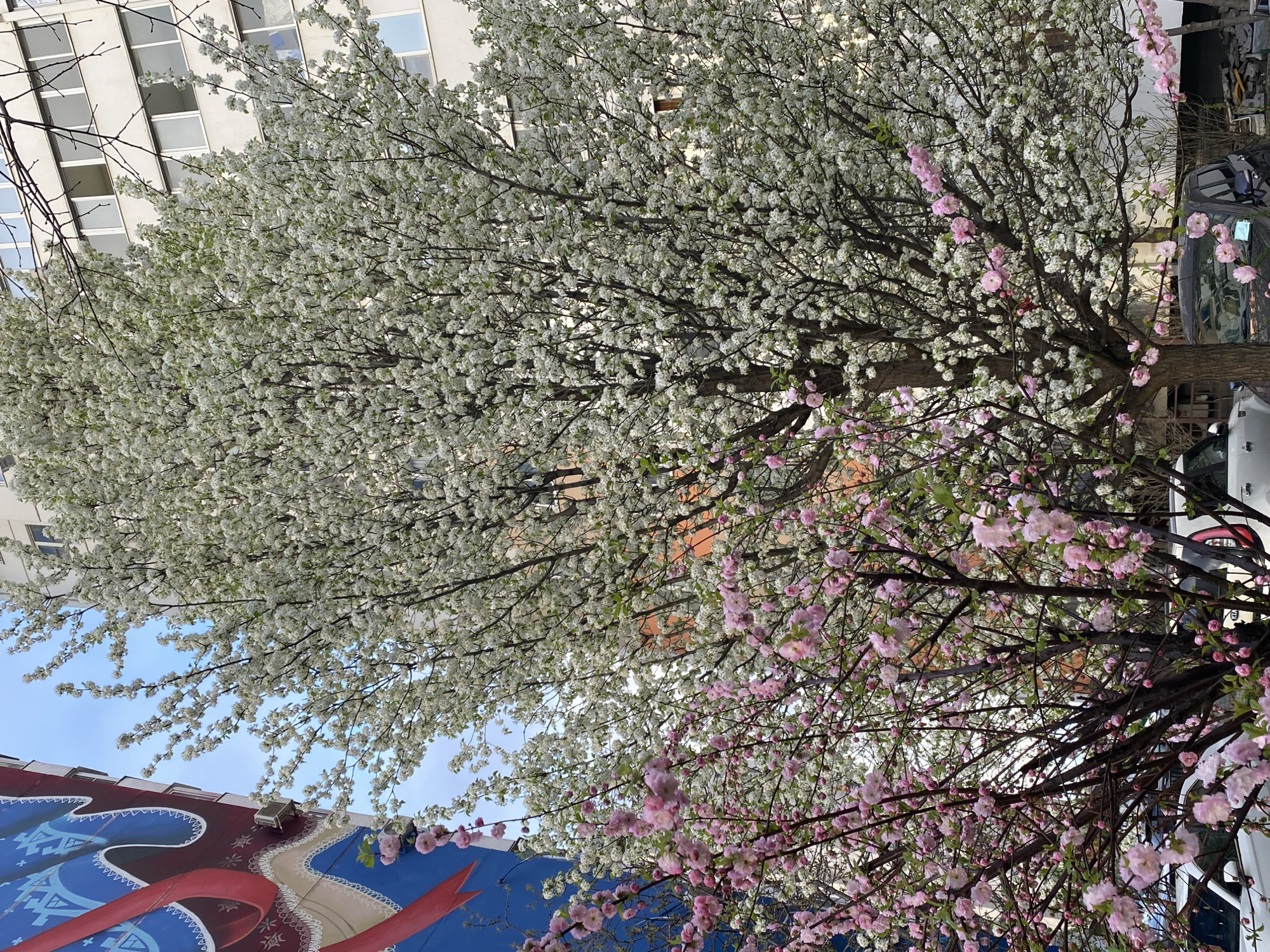 The image showcases a vibrant juxtaposition of nature and urban landscape. The upper portion is dominated by trees in full bloom, exhibiting a mixture of white and pink blossoms. A tall, white building with grid-like windows is visible in the background, towering above the trees. In the lower left corner, a colorful mural with blue, white, and red hues provides an artistic contrast. The scene appears to be in a city, as evidenced by the surrounding buildings and urban elements. Cars are visible beside the trees.