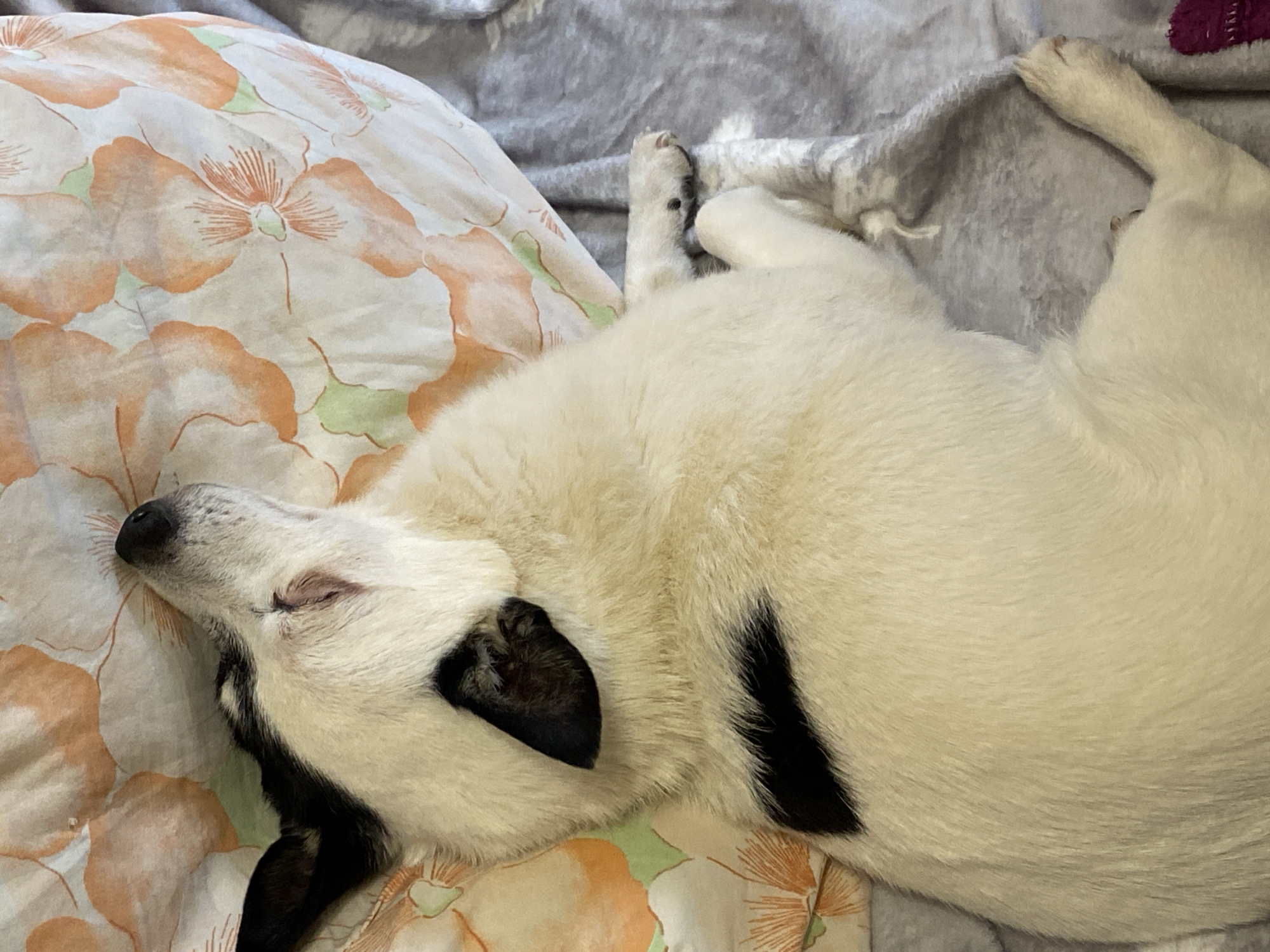 A white dog with black markings is asleep on a bed. The dog is lying on its side on a floral patterned bedsheet. A grey blanket is underneath the dog. The location is unknown.