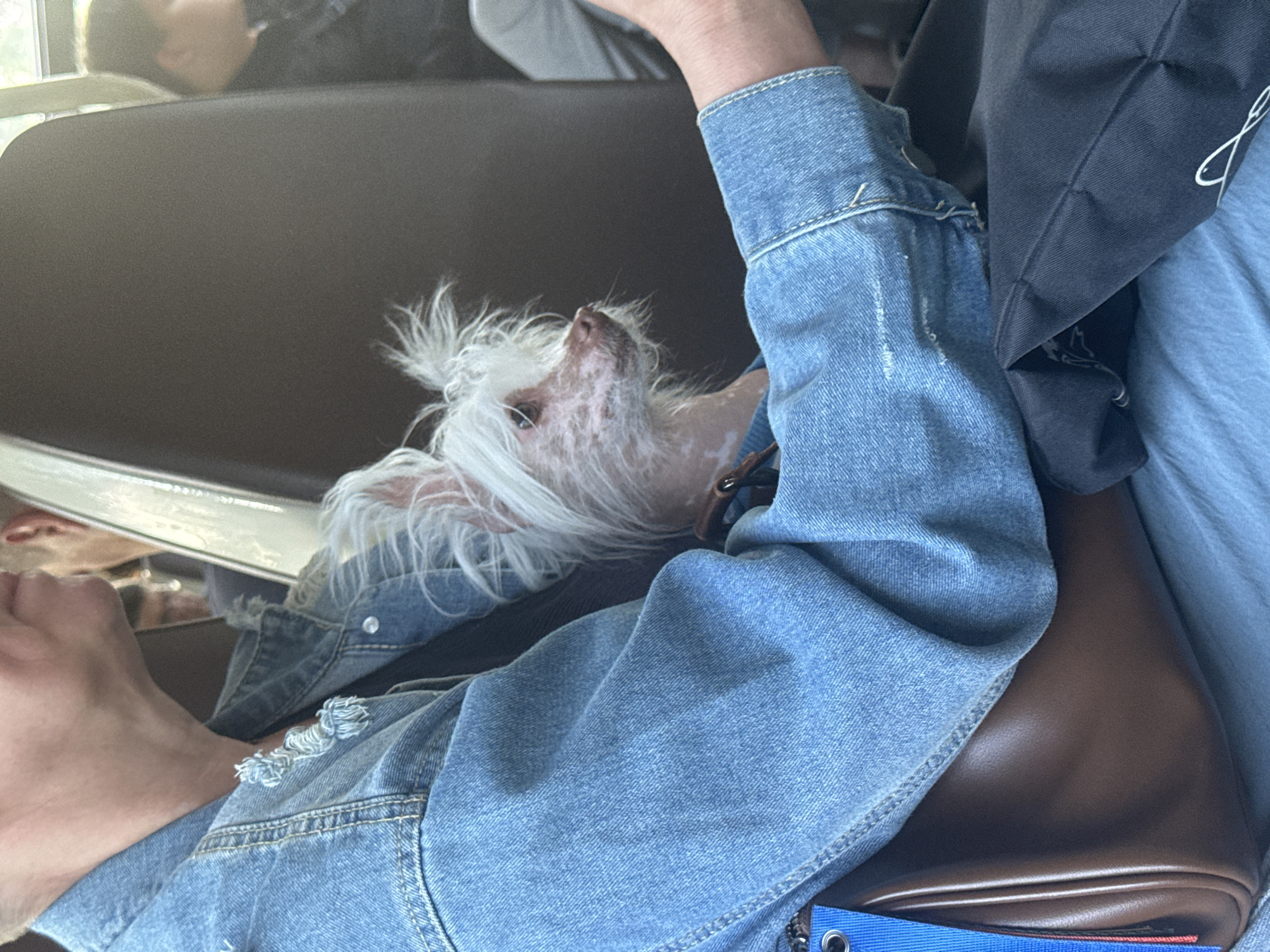 In Pesochny, Russia, a woman in a blue denim jacket is sitting on a bus, holding a small, white, mostly hairless dog in her arms. The dog, which appears to be a Chinese Crested, is looking to the right. The woman's left arm is visible, supporting the dog. In the background, a portion of another person's head and shoulder is visible. A brown purse is on the woman's lap, and a black bag is next to her. The scene appears to be taking place during the daytime, with light coming from a window.
