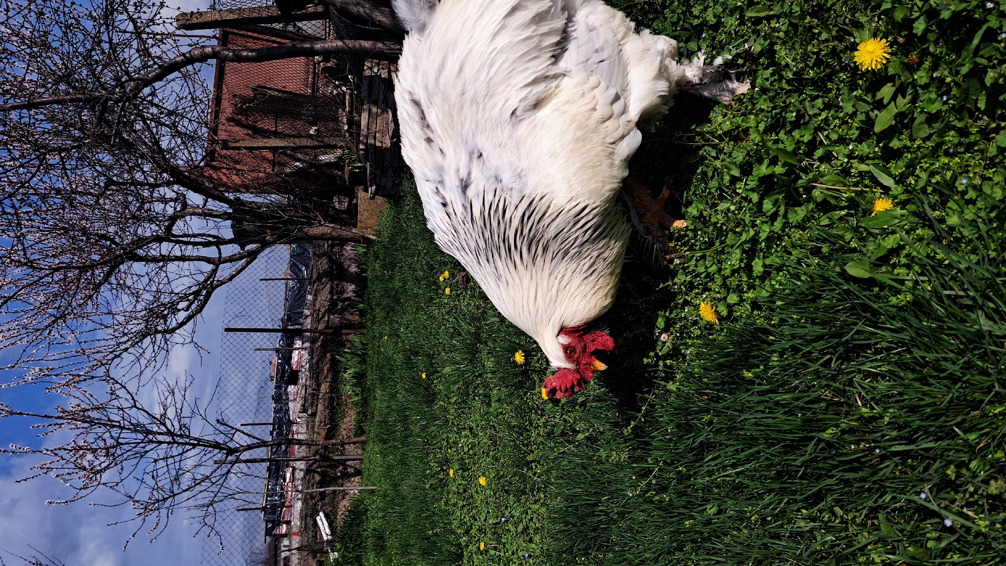 The image shows a large white rooster standing in a grassy yard, possibly in Glavinitsa, Bulgaria, given the prompt’s request. The rooster has black and white feathers and a prominent red comb. It is pecking at the ground, likely looking for food amongst the grass and dandelions. Behind the rooster is a chain-link fence, a tree with bare branches and blossoming buds, and a red-roofed building. The sky is partly cloudy, suggesting a bright day. The environment is overgrown, implying a rural or semi-rural setting.