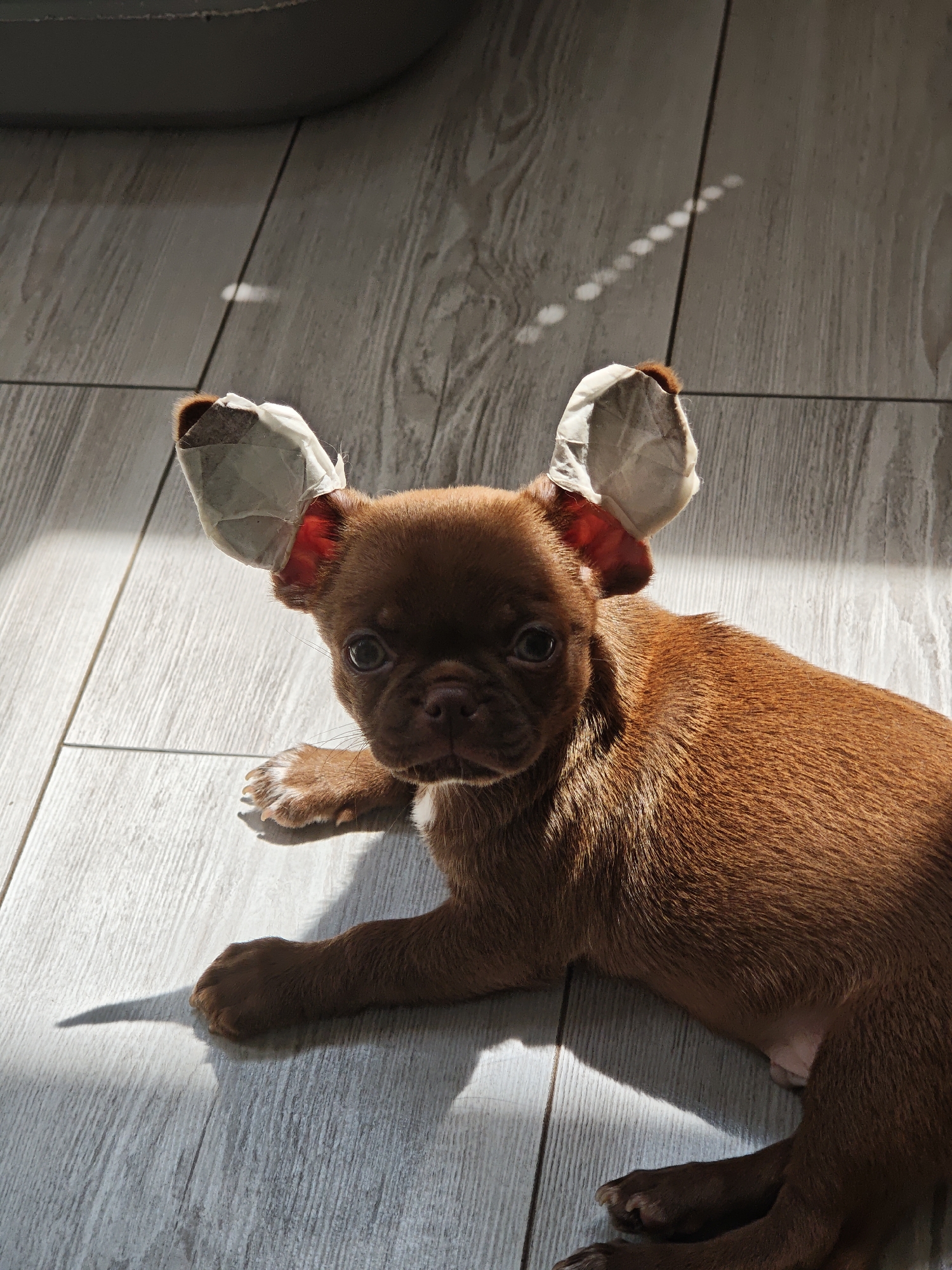 A brown puppy with its ears taped up is lying on a light-colored wooden floor. The puppy is facing the camera and looking directly at it with its dark eyes. The sunlight is casting shadows and creating a pattern of circles on the floor. The background is blurred, but it appears to be an indoor setting. The puppy's fur is short and appears to be a solid brown color. Its paws are white. The taped ears give the puppy a somewhat comical appearance.