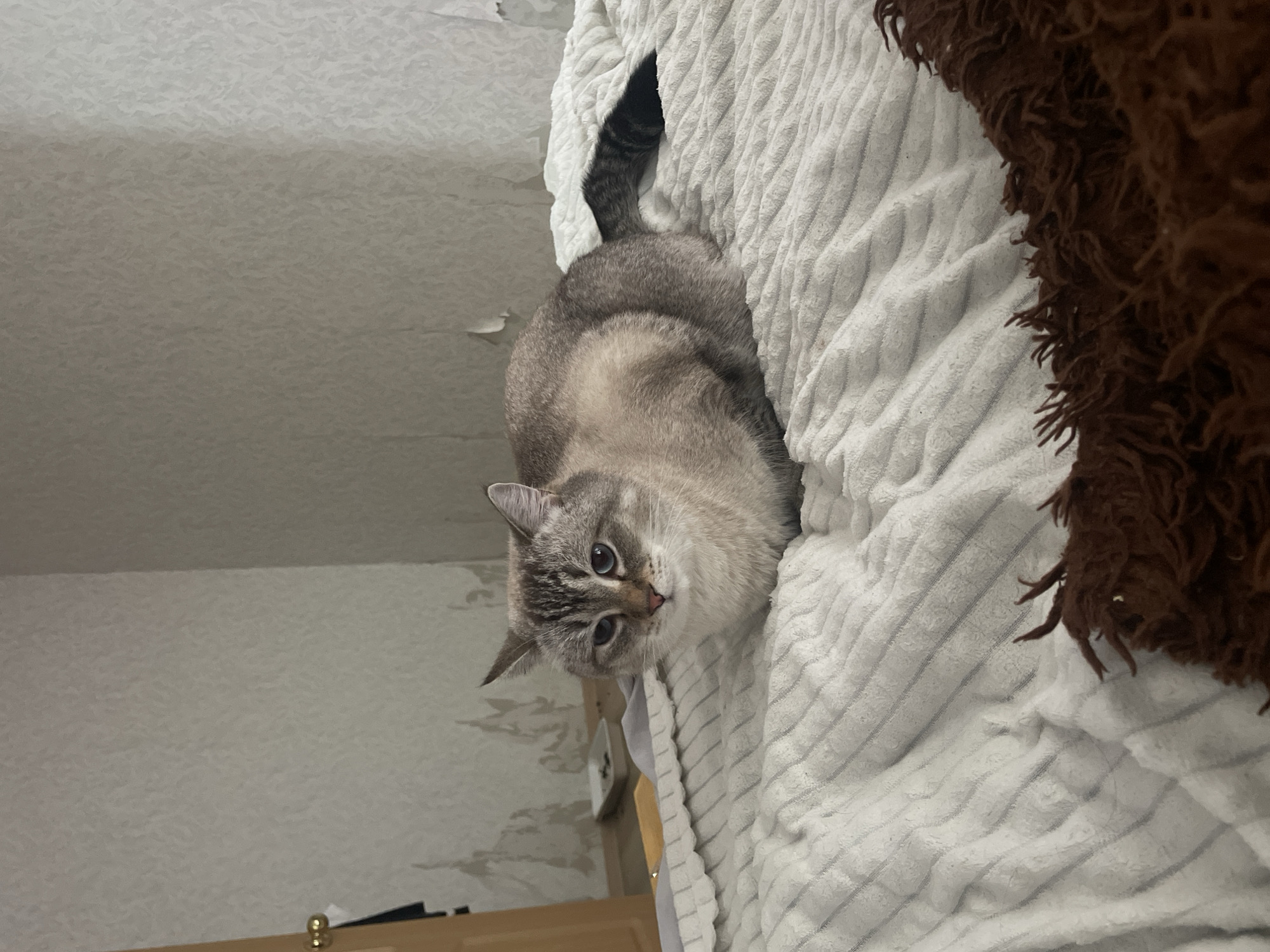 A light-colored cat with blue eyes and a grey tabby tail is lying on a white textured blanket on a bed. The cat is looking towards the camera with a slightly concerned expression. In the background, there is a light-colored wall with peeling wallpaper, a wooden door with a gold handle, and a small dish on the floor. A brown furry object is partially visible in the foreground. The scene appears to be indoors, likely in a bedroom. The image's metadata indicates it was taken in Votkinsk, Russia.