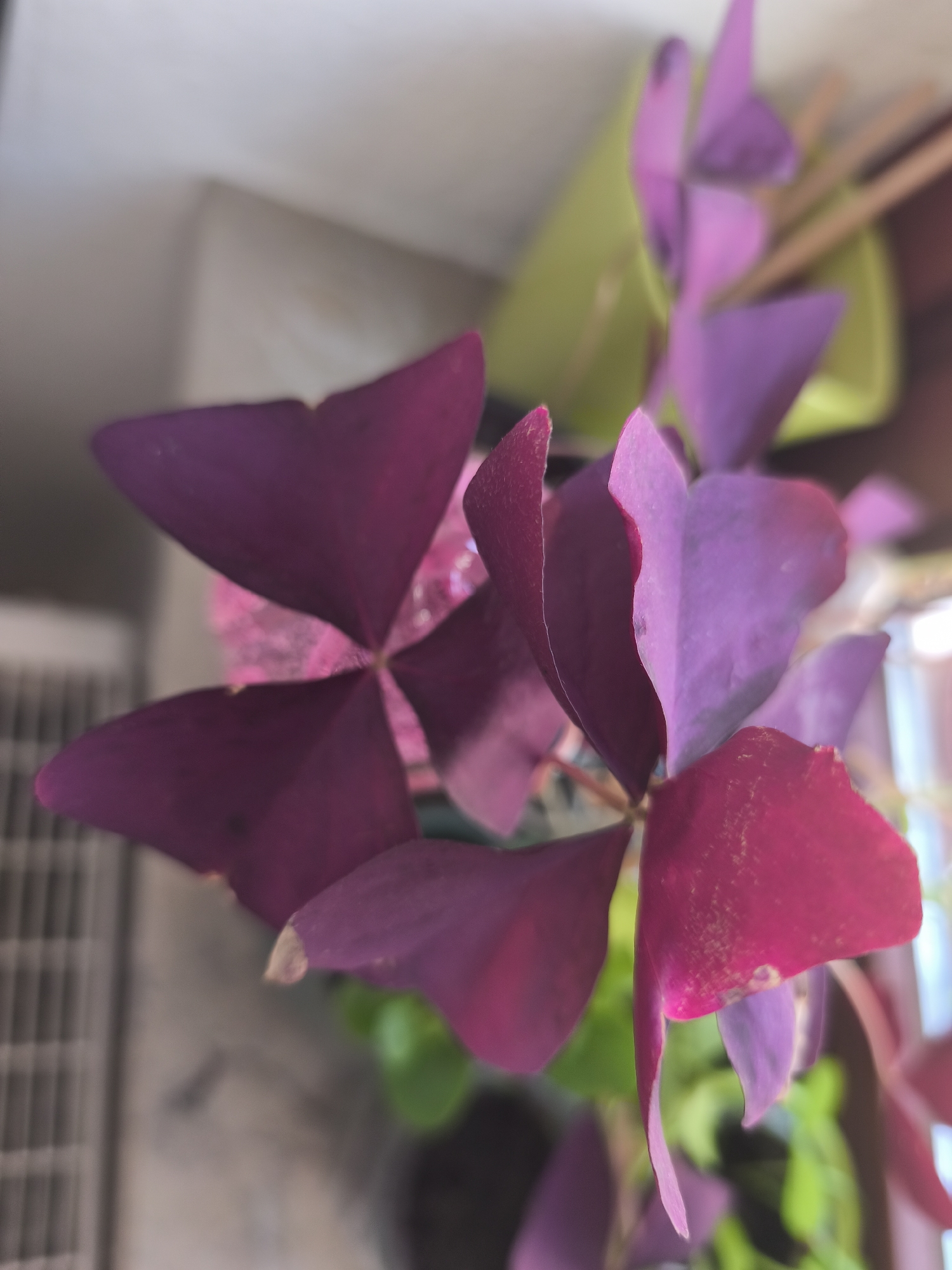 The image is a close-up, slightly out-of-focus photograph of purple butterfly-shaped leaves of a plant, likely an Oxalis triangularis, commonly known as a shamrock plant. The leaves are a deep magenta or dark purple, with some showing lighter pinkish hues where the light hits them. They are arranged in a way that suggests they are moving or have reflexed, as is characteristic of this plant. In the background, out of focus, are hints of green foliage and a light-colored surface, possibly a wall or a shelf. There is also a suggestion of a light fixture or window on the right side of the frame, casting a soft light. A white, slatted object, possibly a ventilation grille or part of a radiator, is visible on the left side. The overall impression is of a domestic indoor setting, with the plant likely situated on a windowsill or shelf. There is no identifiable location in the city of Görlitz, Germany, nor any people or specific actions taking place.