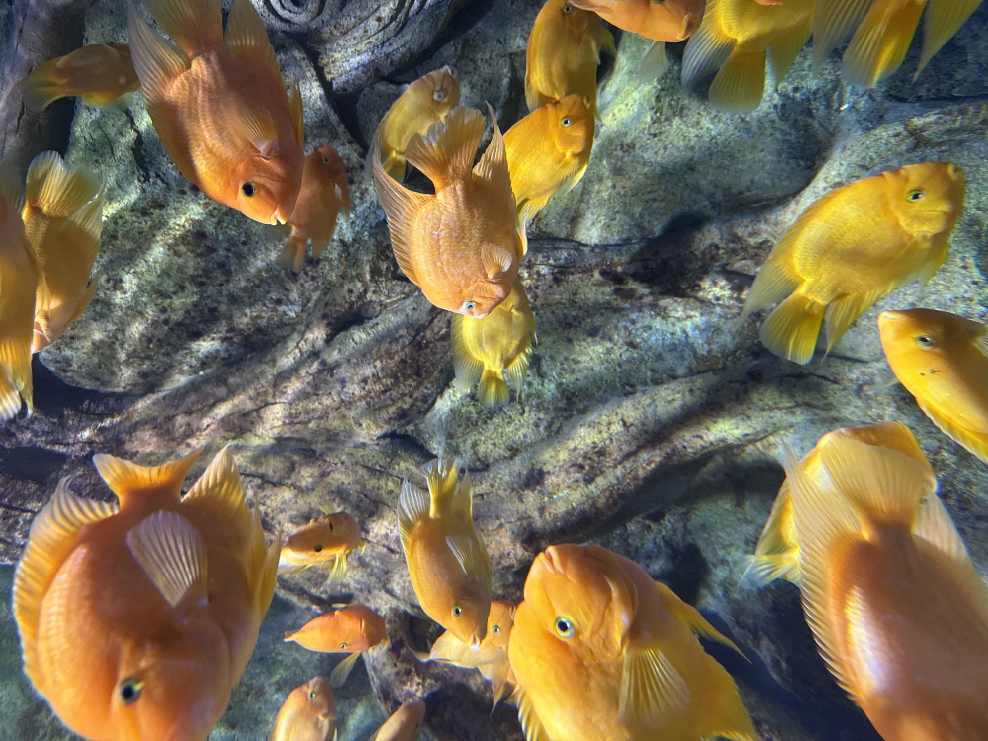 A densely populated freshwater aquarium tank is depicted, likely situated within the VinWonders Nha Trang aquarium in Nha Trang, Vietnam. The scene features numerous bright orange and yellow-orange fish, consistent with Blood Parrot Cichlids, actively swimming in varied orientations throughout the clear water. Fish in the foreground are sharply rendered, revealing rounded bodies and prominent eyes, while others recede into the depth. The background consists of dark, textured artificial rock formations or driftwood in shades of grey, brown, and muted green, providing an underwater habitat. No human presence is visible.