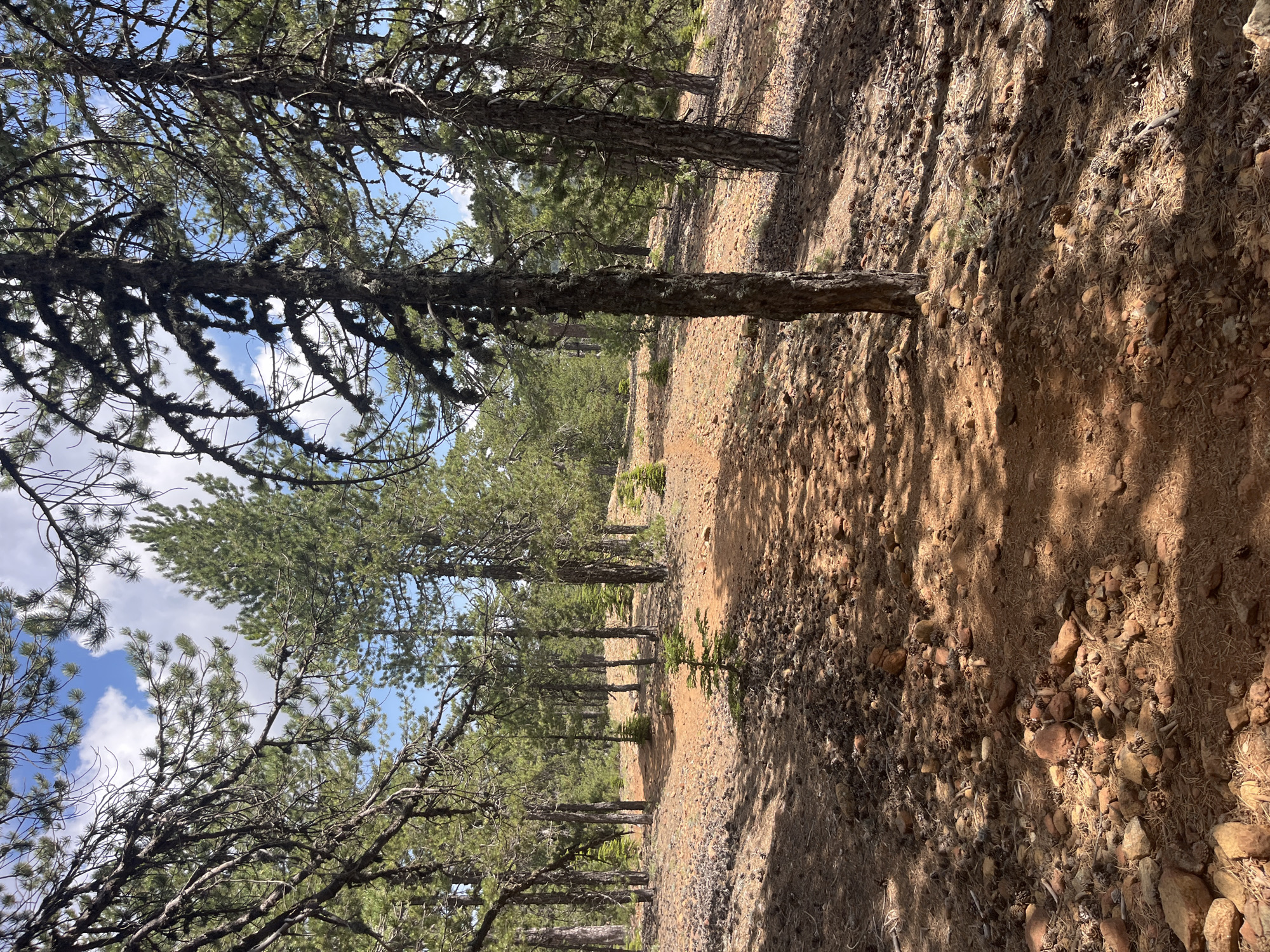 This is a medium shot photograph of a sun-dappled dirt path winding through a pine forest in the Troodos Mountains of Cyprus. The path is the central focus, appearing slightly worn and reddish-brown due to the soil and scattered pine needles and small stones. Tall, slender pine trees with rough, dark bark and sparse, green foliage frame the scene on both sides, casting shadows across the path. The ground is covered in a mixture of reddish soil, pine needles, scattered rocks, and pine cones. In the background, more pine trees of varying heights are visible, creating a sense of depth and density. The sky above is a bright blue with scattered white clouds. The lighting suggests it is daytime, likely late morning or early afternoon, with strong sunlight creating distinct highlights and shadows. There are no people or animals present in the image. The environment appears to be a natural, undeveloped forest area, typical of hiking trails in the Troodos region.