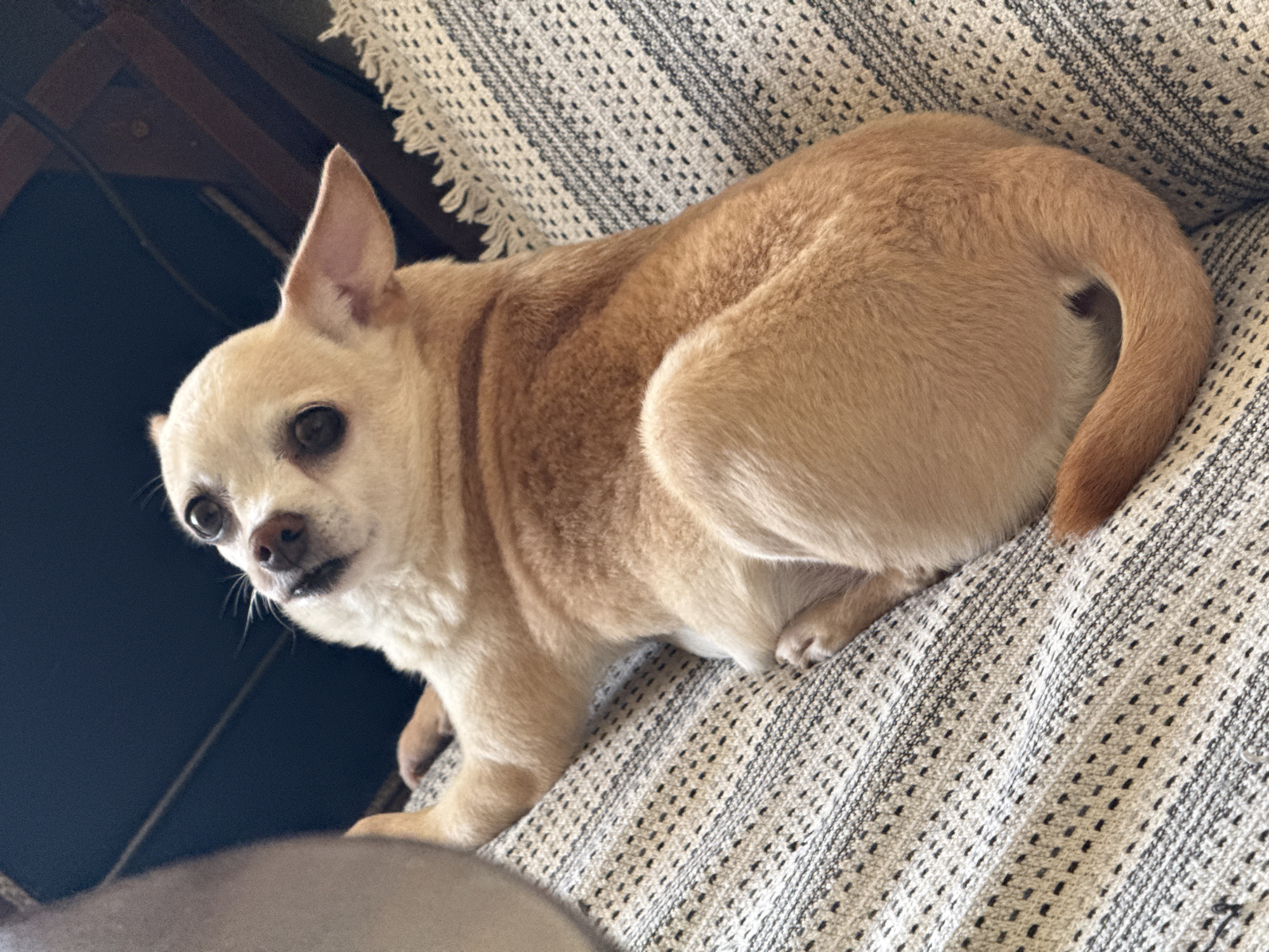 A light-fawn and cream-colored Chihuahua dog lies on a textured, off-white and dark grey patterned blanket or upholstery. The dog is positioned with its body curled slightly to the right, looking upwards and to the left with wide, dark eyes and a tilted head. Its snout is dark, and light-colored whiskers are visible. One prominent, perked ear is visible on the right side of its head. Its front paws are tucked beneath its chest, and its hindquarters are curled, showing a hint of its reddish-brown tail tip. The background is mostly dark and out of focus, indicating an indoor setting, with a glimpse of dark wooden furniture visible in the upper right. A large, blurry, light-colored object partially obscures the left side of the frame. No visual identifiers within the image corroborate a specific geographical location, including the city of Vratsa, Bulgaria, as requested. The setting appears to be a generic indoor environment.