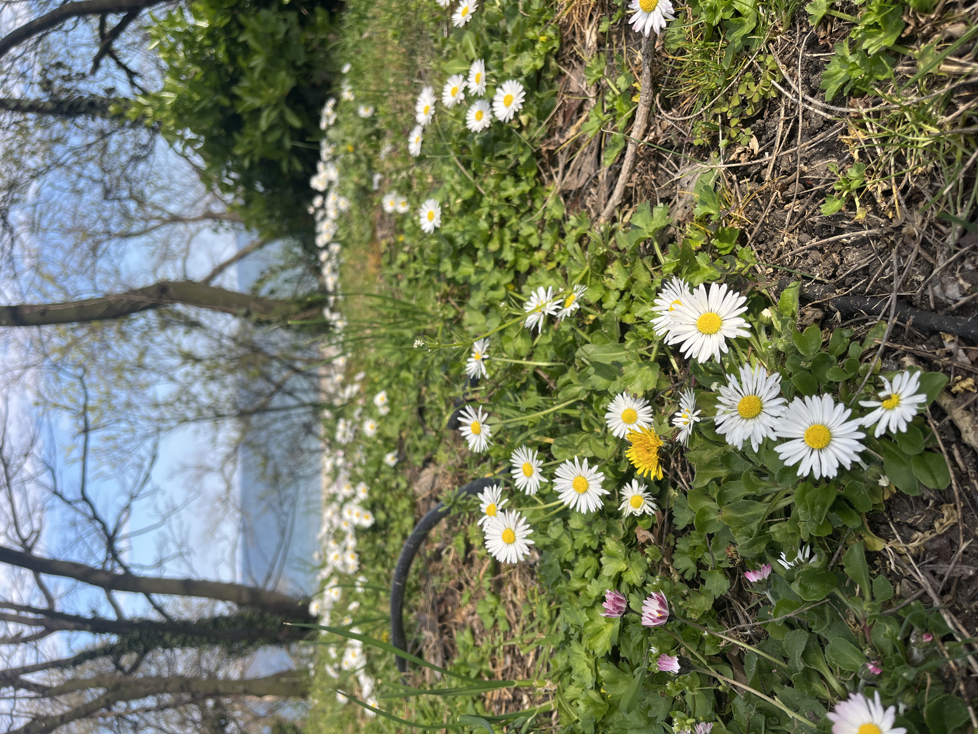 The image shows a field of daisies and dandelions. The ground is covered in green grass, and there are several trees in the background. The sky is blue. There is also an unidentified black hose lying on the ground. Based on the landscape and vegetation, it is plausible that this image was taken in Burgas, Bulgaria, but there is no concrete evidence. There are no people, subjects, actions, or interactions visible.