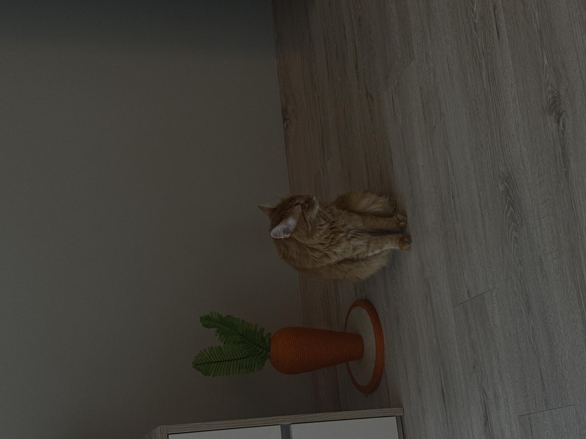 The image depicts an indoor scene with a ginger domestic cat and a carrot-shaped cat scratching post. The cat, an adult with orange and brown fur, is seated on a light wood-planked floor in the lower-middle portion of the frame. It is facing generally towards the right but its head is angled slightly left and down, with its eyes partially closed, suggesting a relaxed or introspective state.
To the left of the cat, positioned against a light-colored cabinet or furniture piece that is partially visible on the far left edge, stands a carrot-themed scratching post. This object features a conical orange body wrapped in rope, topped with two green, fabric leaf-like elements. It rests on a circular base with an outer orange rope ring and an inner lighter-colored, possibly sisal, ring.
The background consists of a plain, matte dark gray or brown-gray wall. The room is uniformly lit with low ambient light, creating soft shadows. The floor is composed of horizontal wood-grain planks.
No discernible visual information within the image permits the identification of its specific geographic location as Sofia, Bulgaria, or any other city.