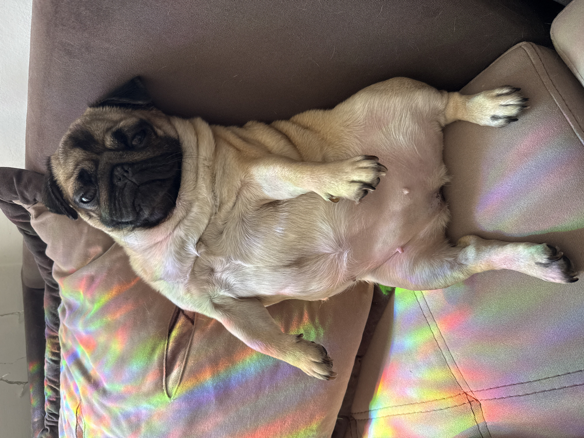 A pug dog lies on its back on a brown couch in an interior setting, possibly in Unknown, Unknown. The pug has a tan body with a black face and paws extended in relaxation. Rainbow light patterns play across the couch surface, illuminating the scene. The couch is against a white wall, partially visible in the background.