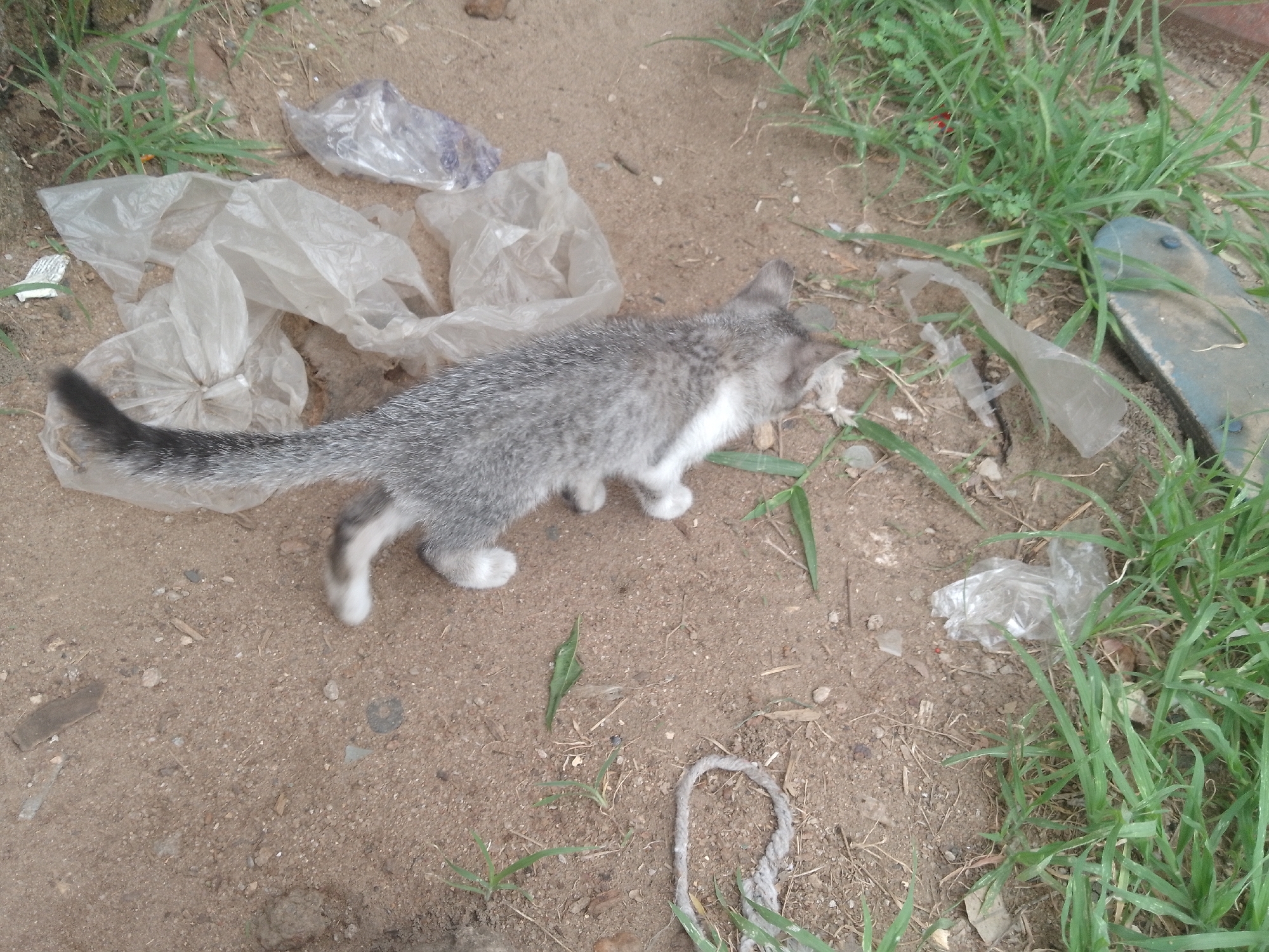 Location: Adankolo, Nigeria.
A small, gray-and-white kitten stands on dirt ground. Several clear plastic bags are scattered around the kitten. Patches of green grass grow at the edges of the dirt. A blue sandal is near the grass. A piece of gray rope lies on the ground.