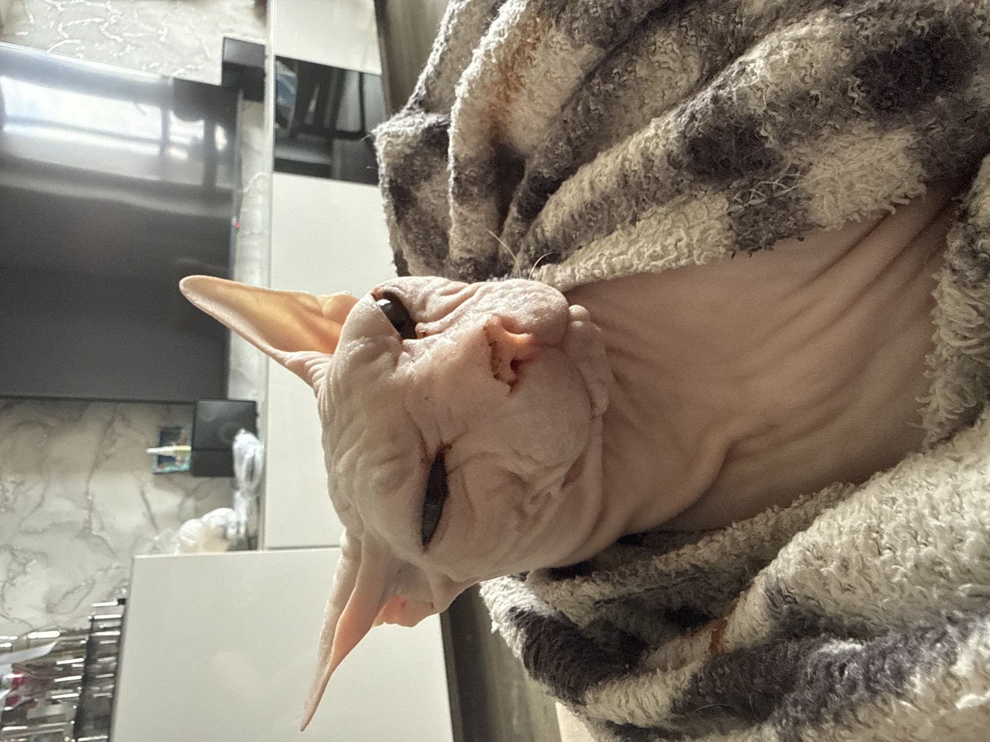 A hairless cat is nestled in a gray and white fuzzy blanket. The cat is facing toward the viewer and is curled so that it is almost upside down. The cat's eyes are partially closed. The background shows part of a modern kitchen. There is a stainless-steel rack and several white cabinets. It is daytime. The location is unknown but could be Krasnoyarsk, Russia.