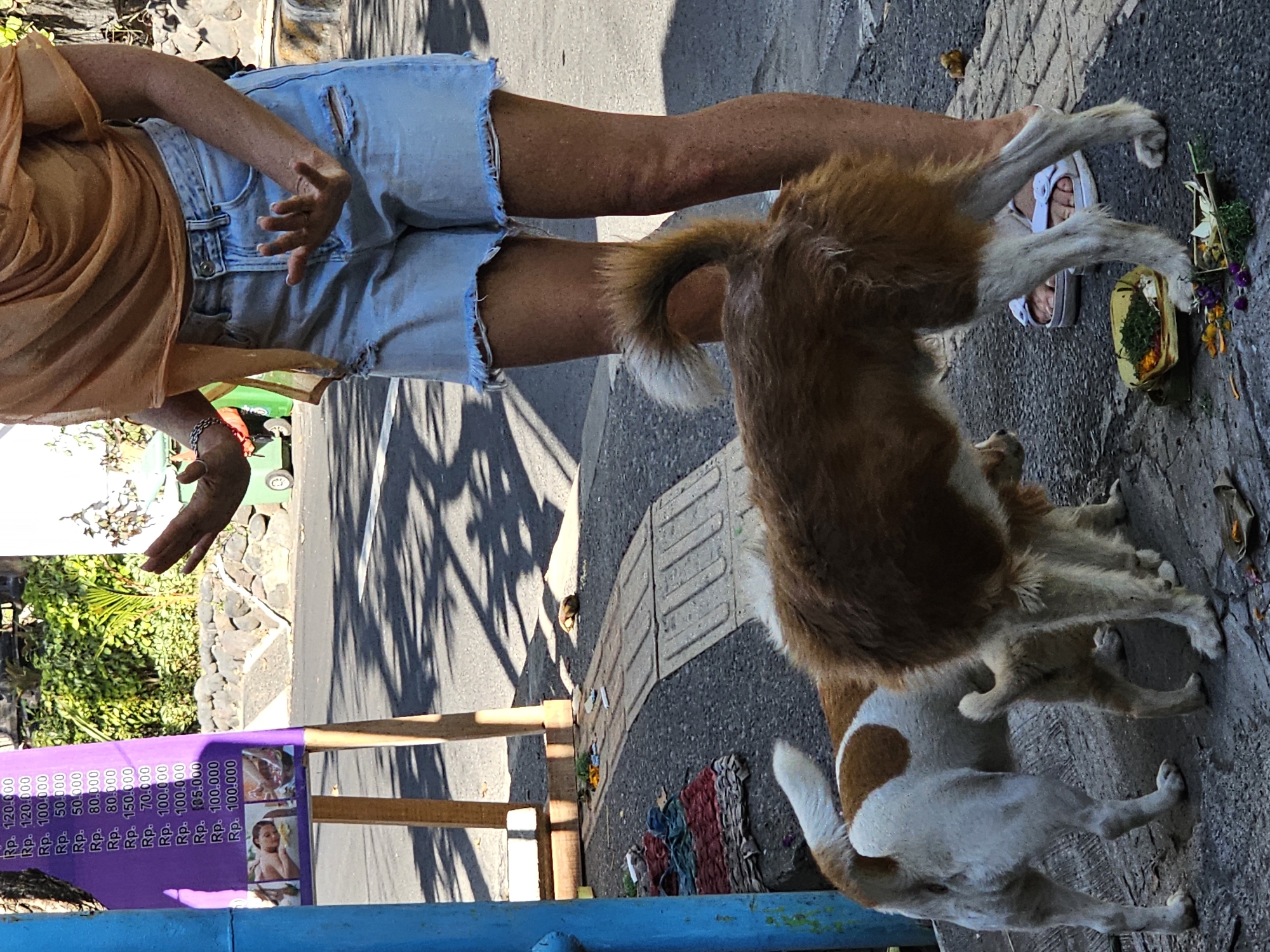 A woman wearing a light orange scarf and ripped denim shorts stands on a street in Denpasar, Indonesia, with her hands raised in a gesture. Three dogs are present, with two of them in the foreground. One dog has brown and white fur and is facing away from the camera. Another dog, mostly white with brown patches, is to the left and also facing away. A smaller dog is partially visible between the two larger dogs. On the ground near the dogs are offerings, including a square woven container filled with green leaves and flowers, and other small scattered floral elements. A purple sign with prices in Indonesian Rupiah and images of spa treatments is visible to the left, supported by wooden stands. The ground is paved with asphalt and some textured concrete. Shadows from trees are cast across the scene.