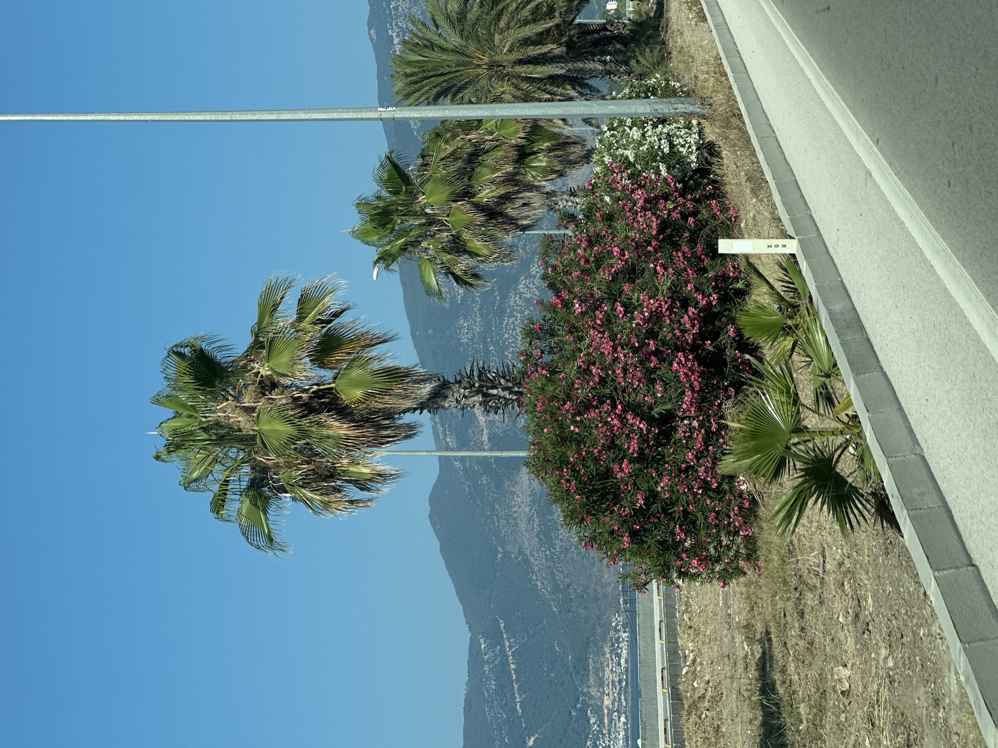 A sunny day in Finike, Turkey, showcases a landscape featuring a winding road with a concrete curb and a grey asphalt surface. Adjacent to the road is dry, brown vegetation with scattered rocks. A vibrant bush with numerous pink flowers stands prominently, accompanied by a smaller white-flowered bush. Several palm trees of varying heights are visible, with lush green fronds. In the background, a town with white buildings is nestled beside a body of water. Further beyond, rolling, arid mountains under a clear blue sky complete the scene. A tall, grey metal pole, possibly a light pole, is positioned near the palm trees. A small, white marker with black lettering "KGM" stands beside the curb. There are no people or animals in the image.