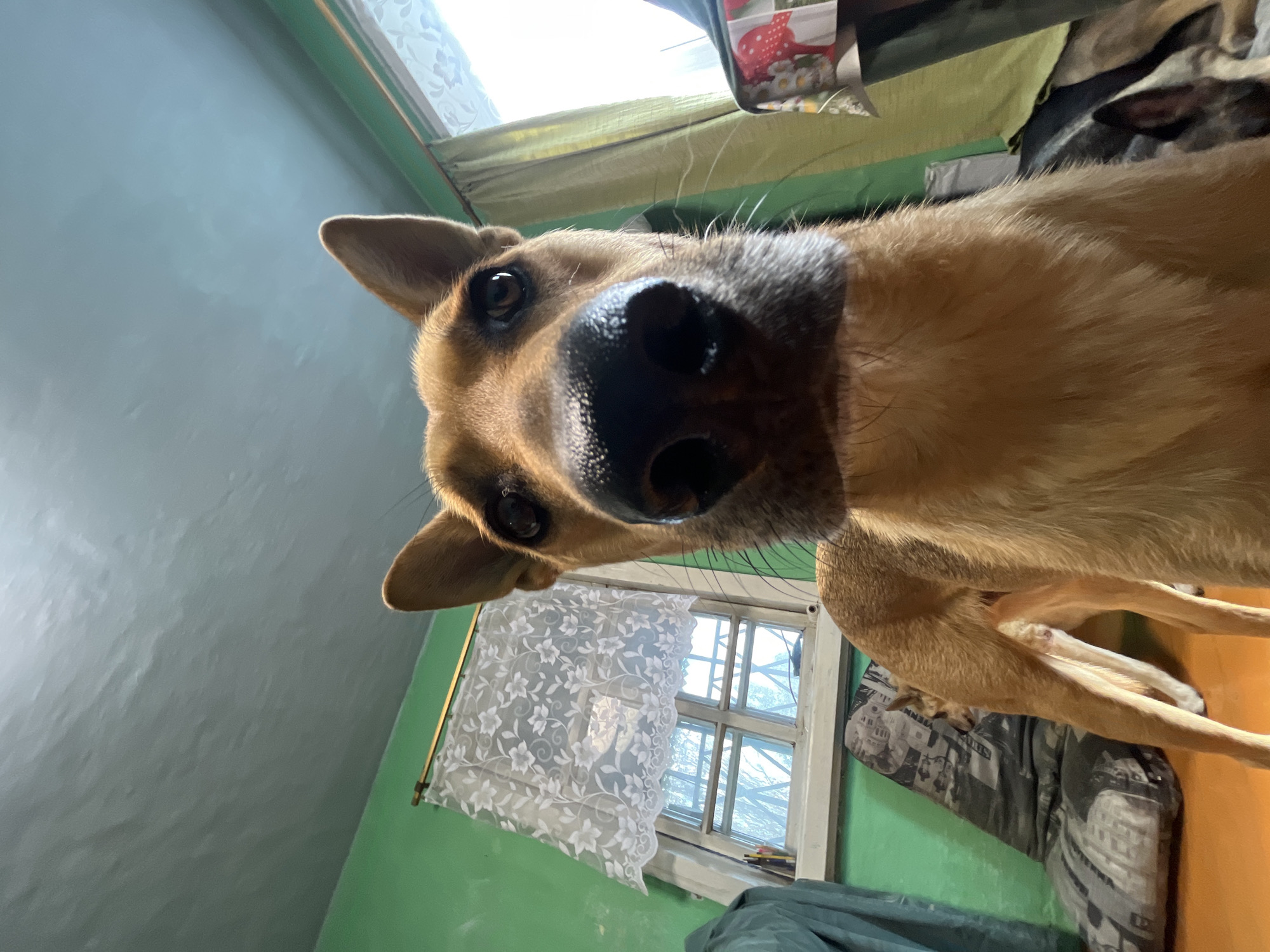 A low-angle, close-up shot captures a brown dog's face, with its snout filling the majority of the frame. The dog's eyes are dark and alert, and its black nose is prominent. The background reveals a room with green walls and a window covered by a white lace curtain. To the right of the window, a lighter green curtain is visible. In the lower left portion of the image, a large, patterned floor cushion is present. A light-colored floor or surface is also visible at the bottom of the frame. The overall impression is that of an indoor setting, possibly a residential space in Nizhny Tagil, Russia.