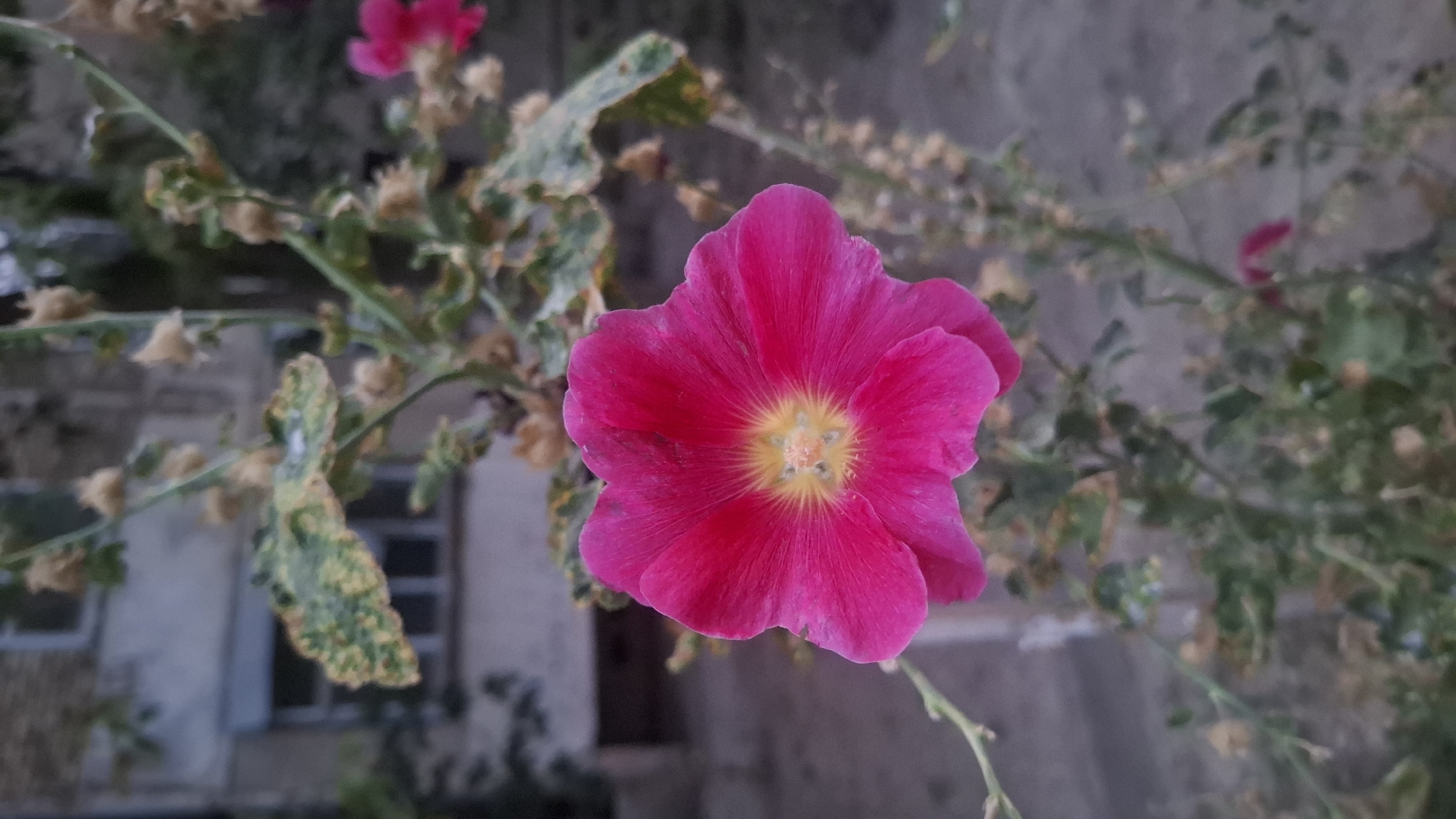 A close-up, vertical shot showcases a bright pink mallow flower in the foreground, with its yellow stamen clearly visible. The flower is set against a soft-focus background depicting a building with windows, likely in Shymkent, Kazakhstan. The plant's stem and leaves, some showing signs of yellowing and damage, are also visible. The overall impression is one of a garden or naturalized area adjacent to urban development.