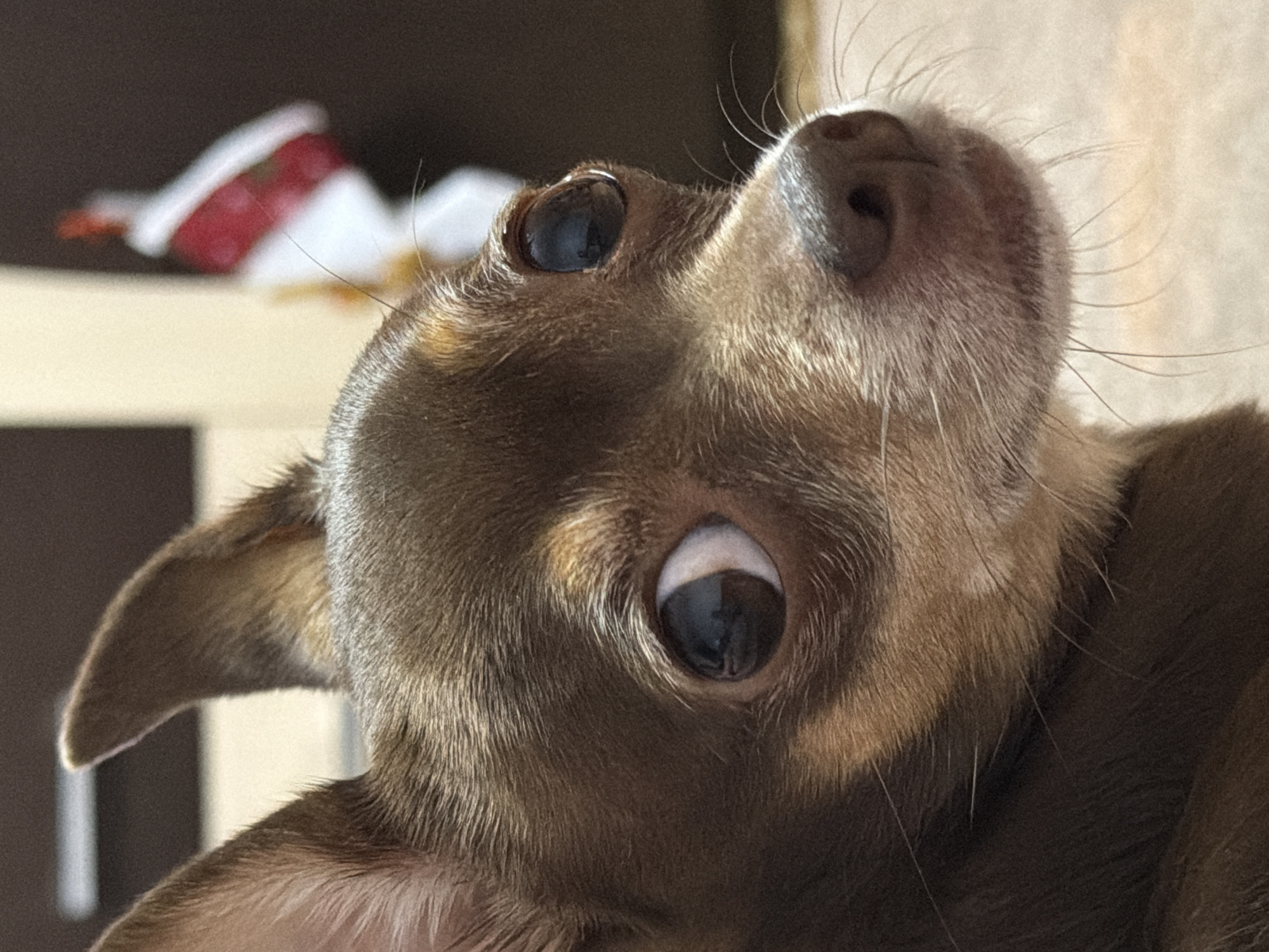 A close-up, medium shot captures the head and chest of a brown Chihuahua dog. The dog's fur is a mix of dark brown and lighter tan, with prominent tan markings on its face and around its ears. Its large, dark eyes are wide, giving it an alert or surprised expression. The dog's ears are pointed and stand erect. A blurry, red, white, and green object, possibly a decoration, is visible in the background to the right of the dog. The lighting suggests an indoor setting with a light source to the left. The background is mostly out of focus, with indistinct shapes and colors. The image appears to be taken at eye-level with the dog.
