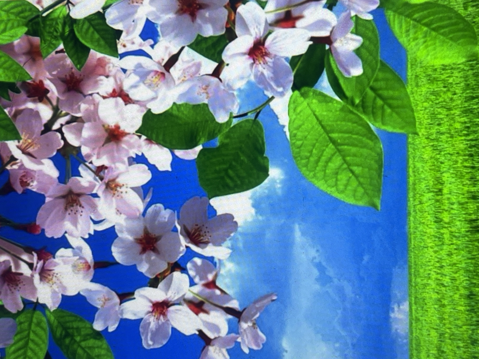 The image displays a vibrant outdoor scene featuring blooming cherry blossoms and green foliage against a bright blue sky. The original image appears to be rotated 90 degrees clockwise.
In the foreground and mid-ground, numerous white and light pink cherry blossoms are scattered across branches. Many individual flowers show delicate petals, often with a darker pink or reddish center. Several rich green leaves are interspersed among the blossoms and branches.
The background primarily consists of a clear, brilliant blue sky, dotted with a few soft, white, wispy clouds, suggesting a sunny daytime. A distinct, textured strip of bright green, resembling a manicured lawn or a verdant field, runs vertically along the right side of the image, appearing as if it's the ground or a vertical green surface in this rotated view.
No people are present, nor is any specific activity taking place beyond the natural state of the blooming tree. There is no visible text. The image captures the fresh beauty of springtime, potentially in Poltava, Ukraine.
