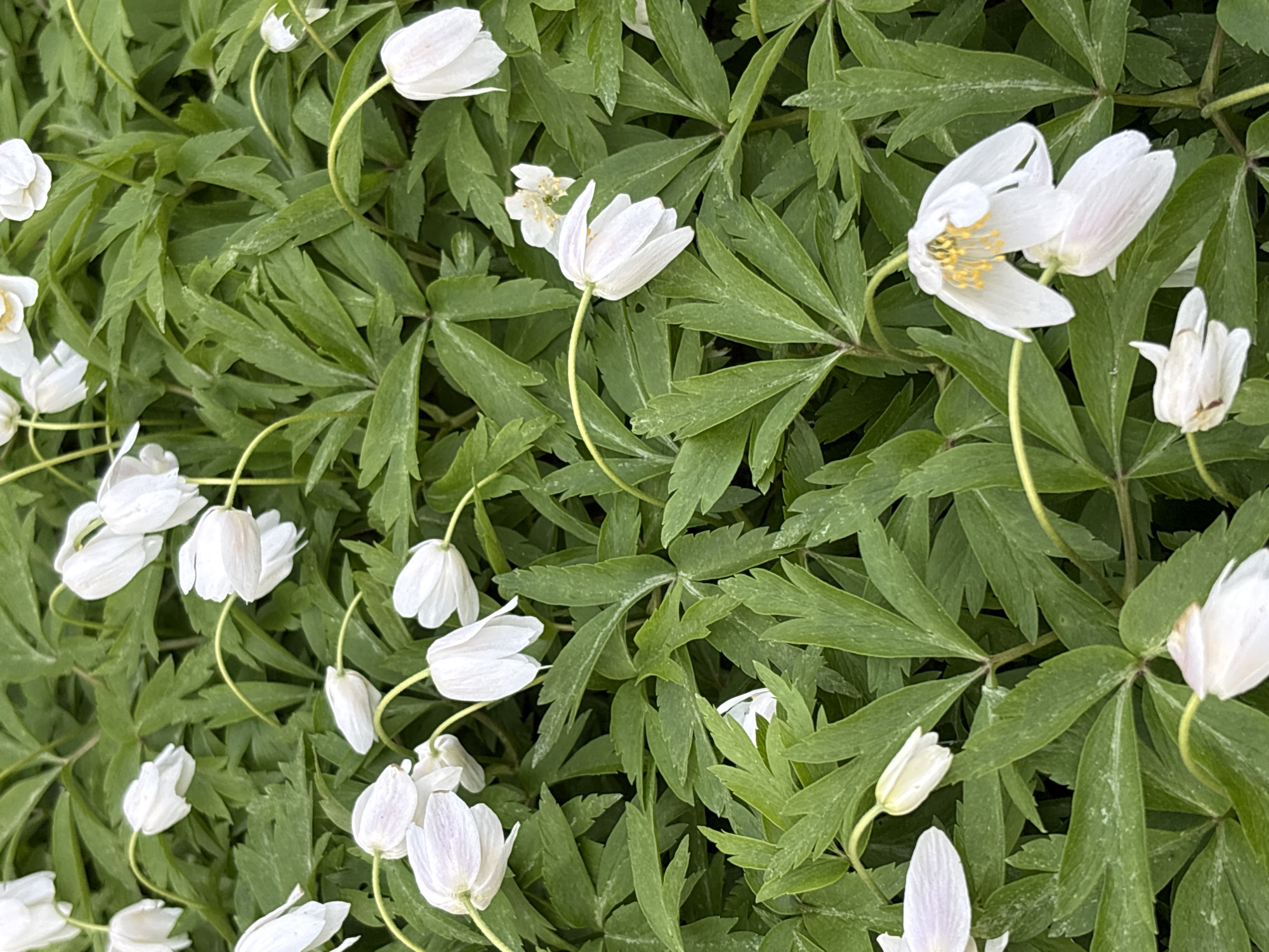 The image depicts a dense patch of Wood Anemone flowers (Anemone nemorosa). The flowers are white with slightly drooping petals and thin, curved stems. The leaves are palmate, with multiple leaflets emerging from a central point. The scene is likely in a naturalized area, possibly a woodland or garden setting. There is no indication of a specific location within the Ленинградская область, Russia, and no people are visible in the image.