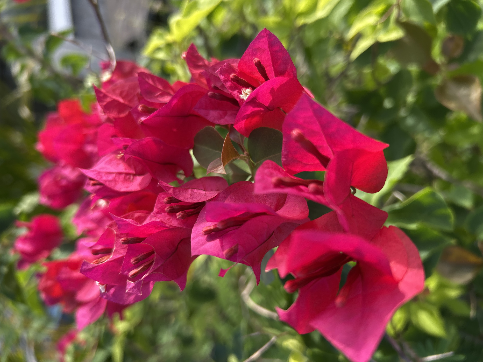 A close-up photograph shows a vibrant cluster of magenta bougainvillea flowers. The flowers are in sharp focus, with papery bracts surrounding tiny white flowers. The background consists of green foliage, creating a blurred backdrop. The location is Lhokseumawe, Indonesia.
